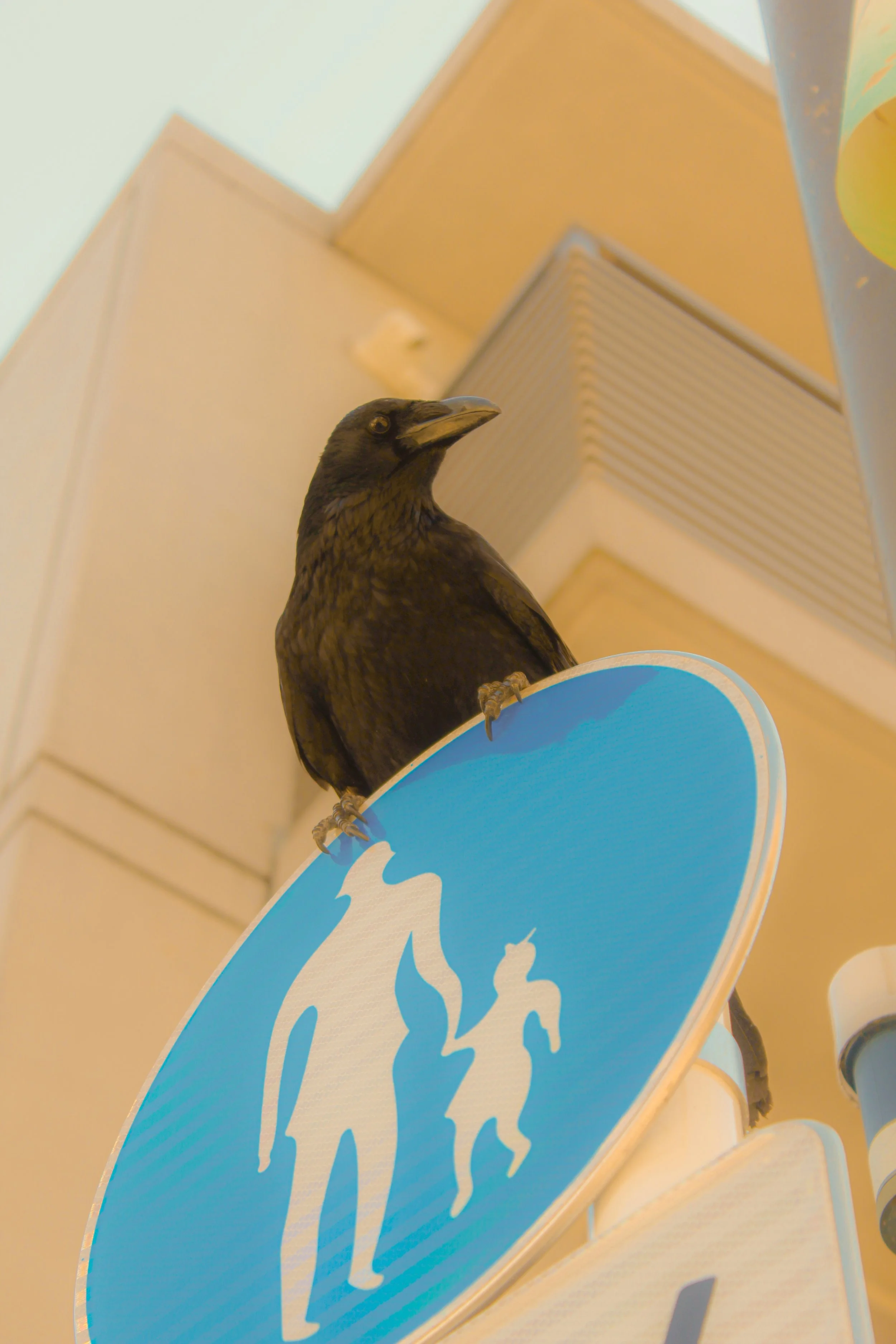 A lovely bird that definitely posed for me