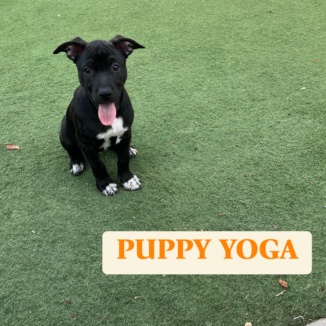 Puppy Yoga with Rockstar Rescue