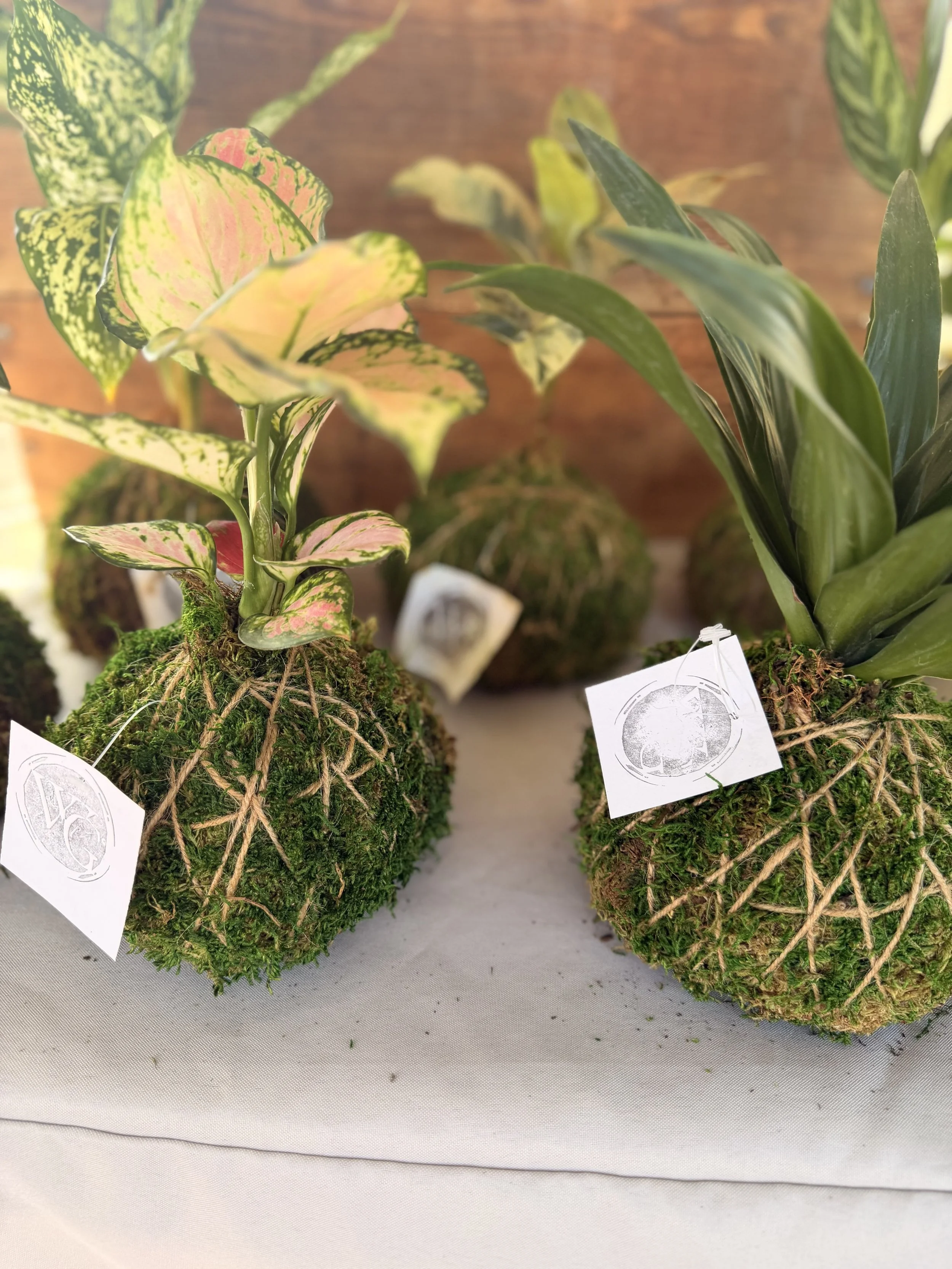 Kokedama Workshop with Wright in the Garden