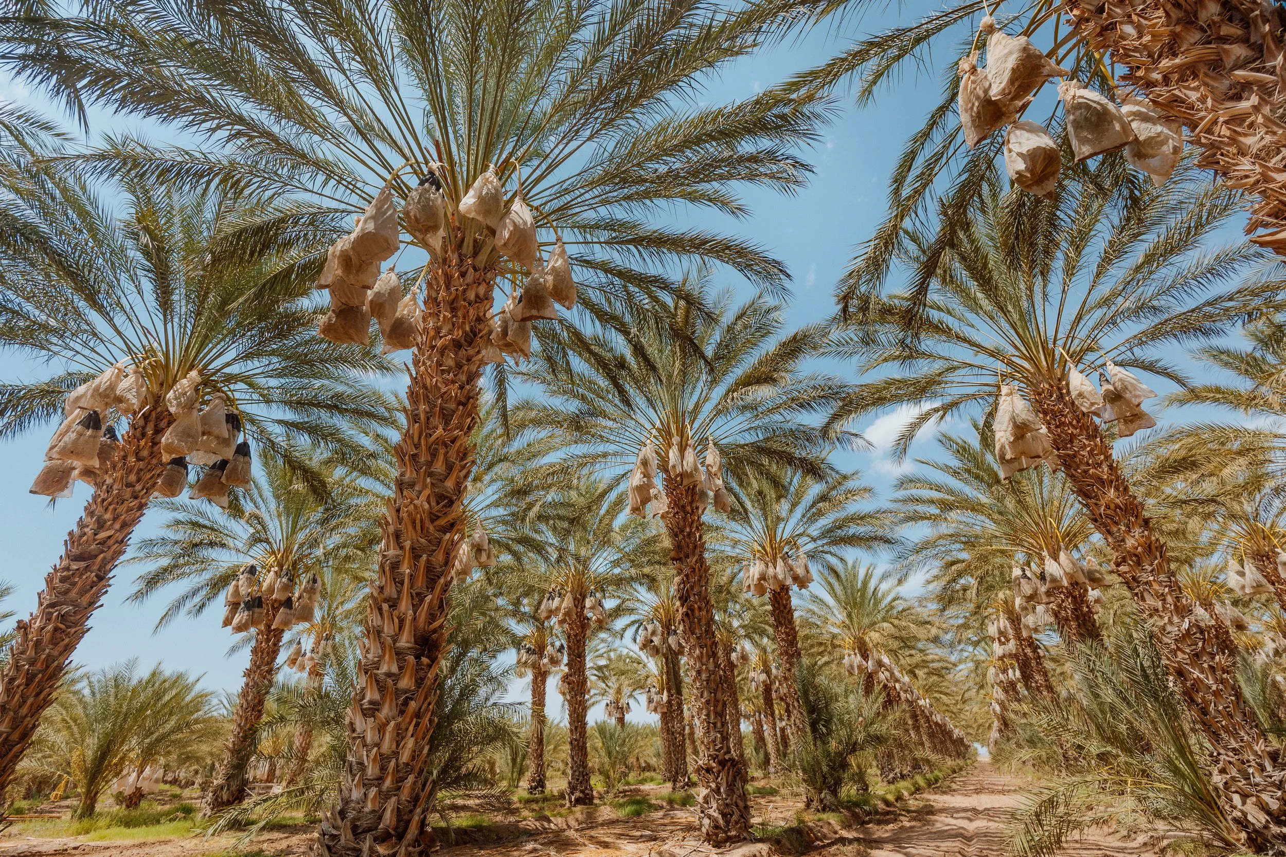 Palm trees San Diego.jpeg