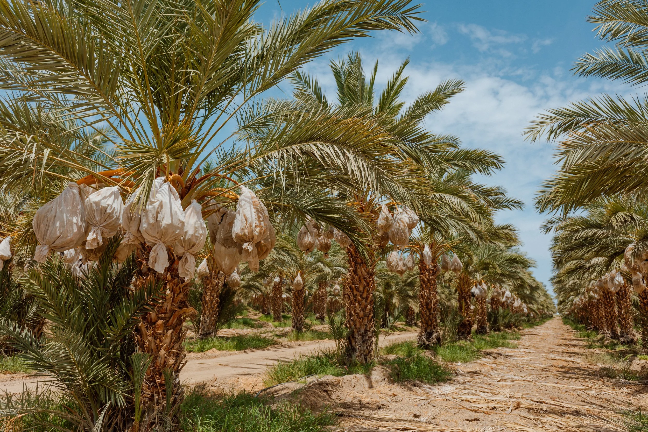 Palm trees San Diego.jpeg