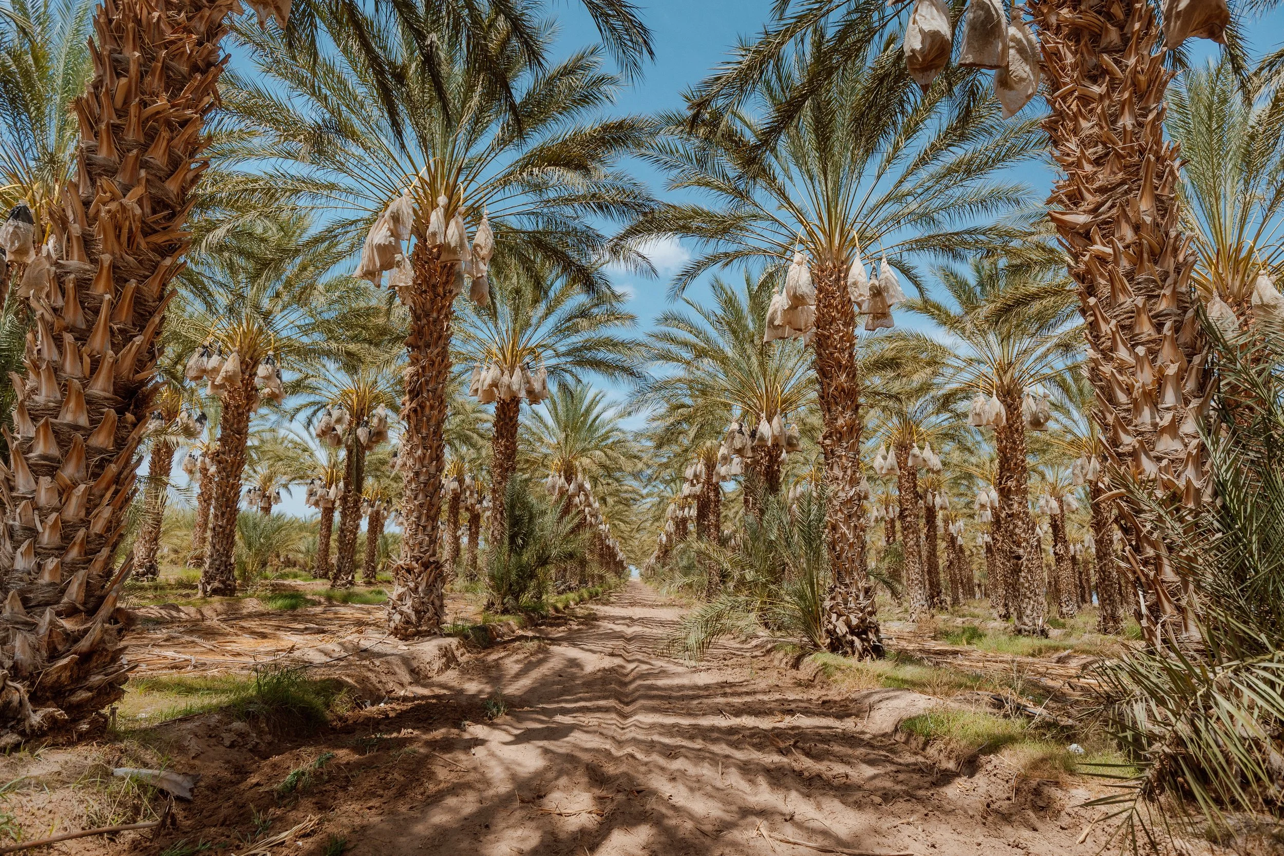 Palm trees San Diego.jpeg