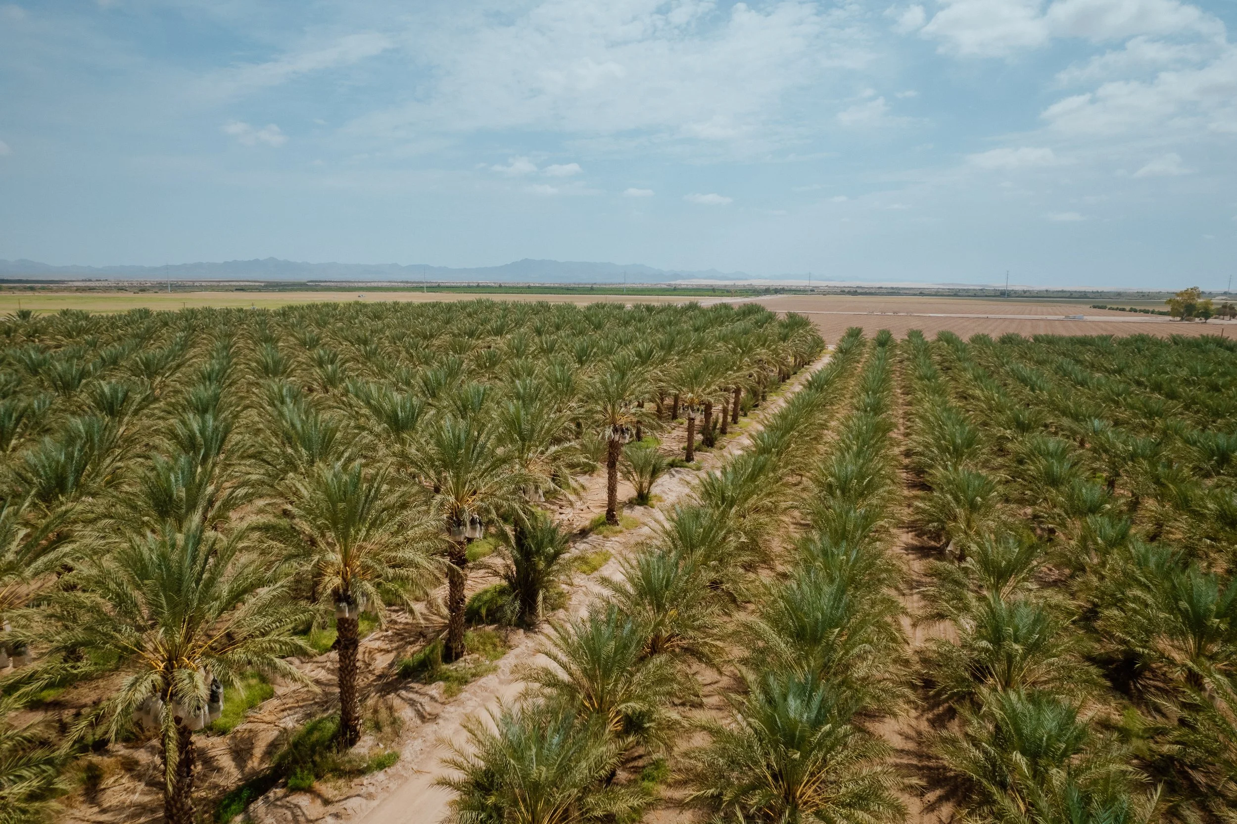 Wholesale palm trees for sale near me.jpeg