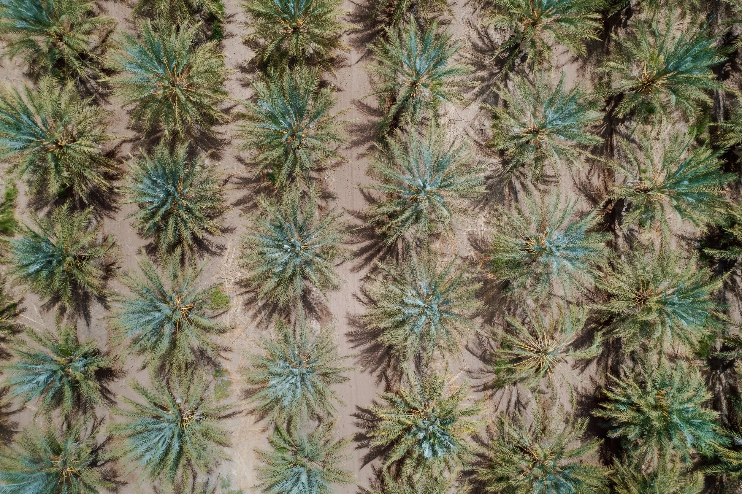 Wholesale palm trees for sale near me.jpeg