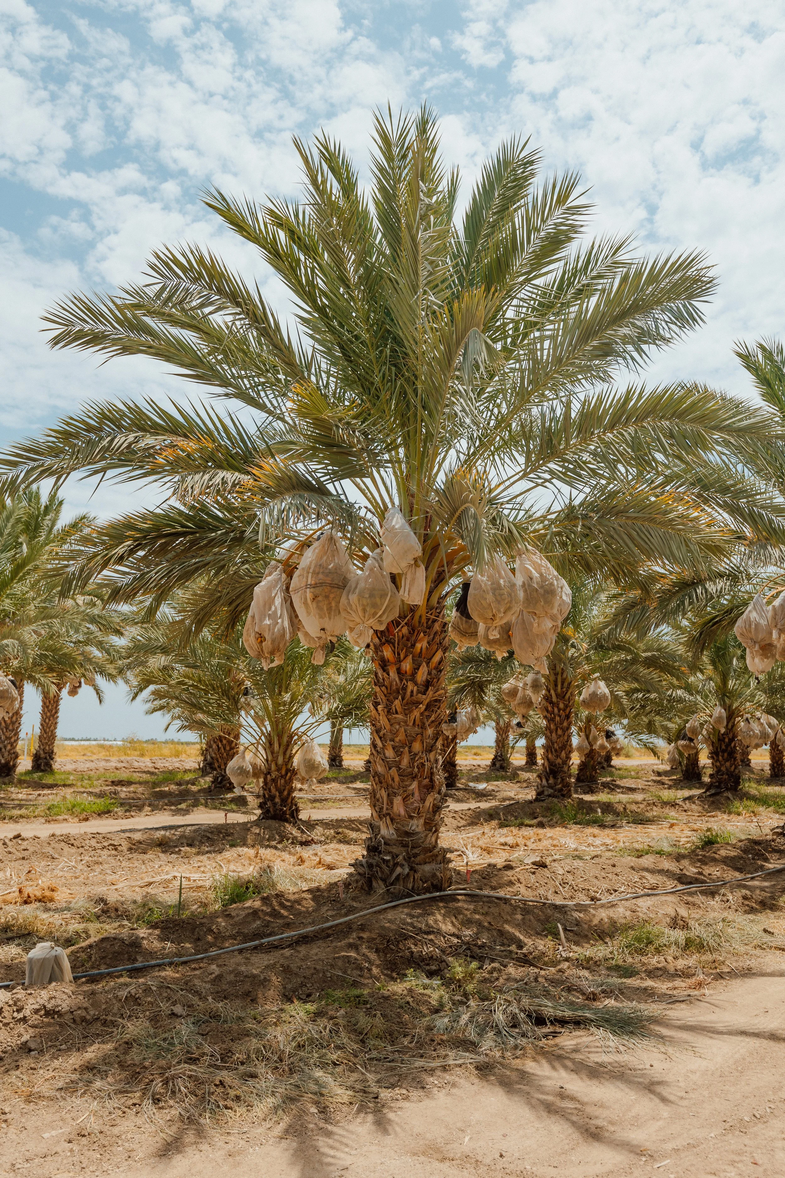 Wholesale palm trees for sale SoCal.jpeg