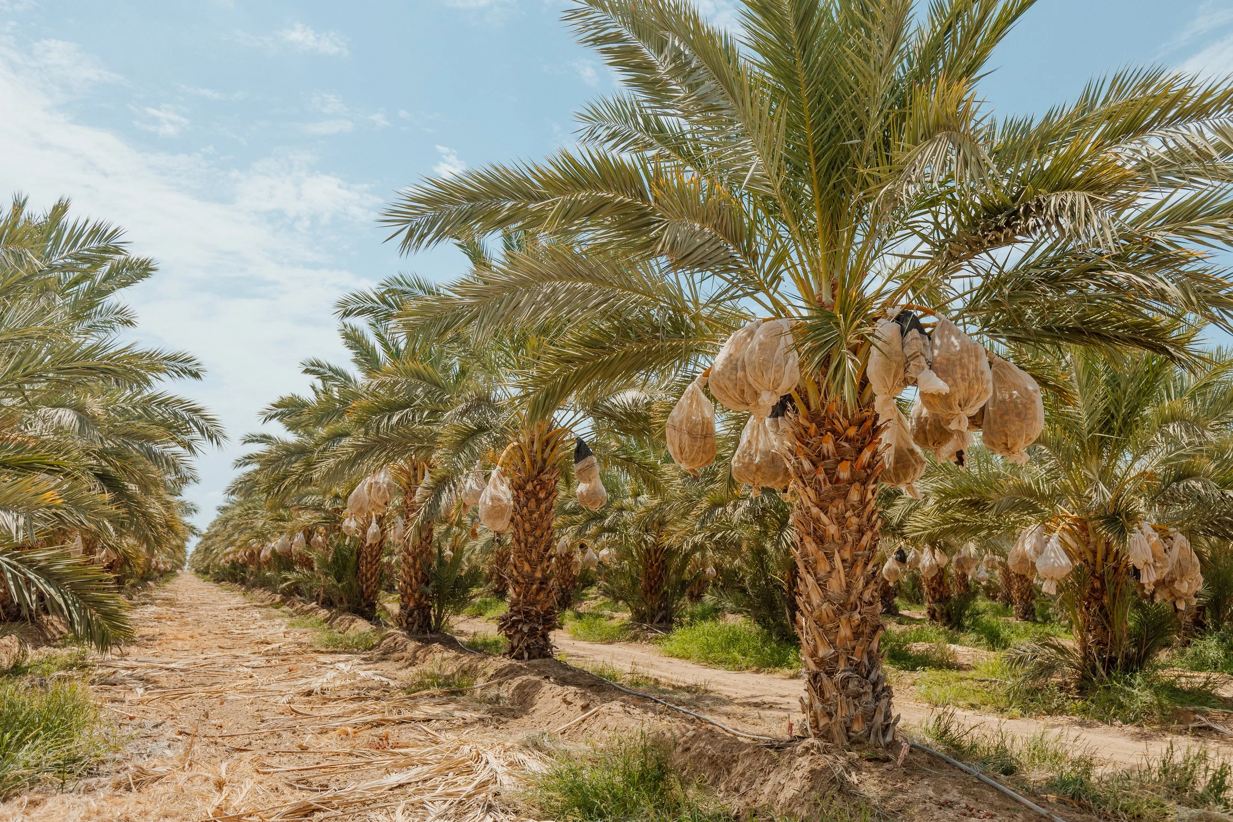 Palm trees San Diego.jpeg