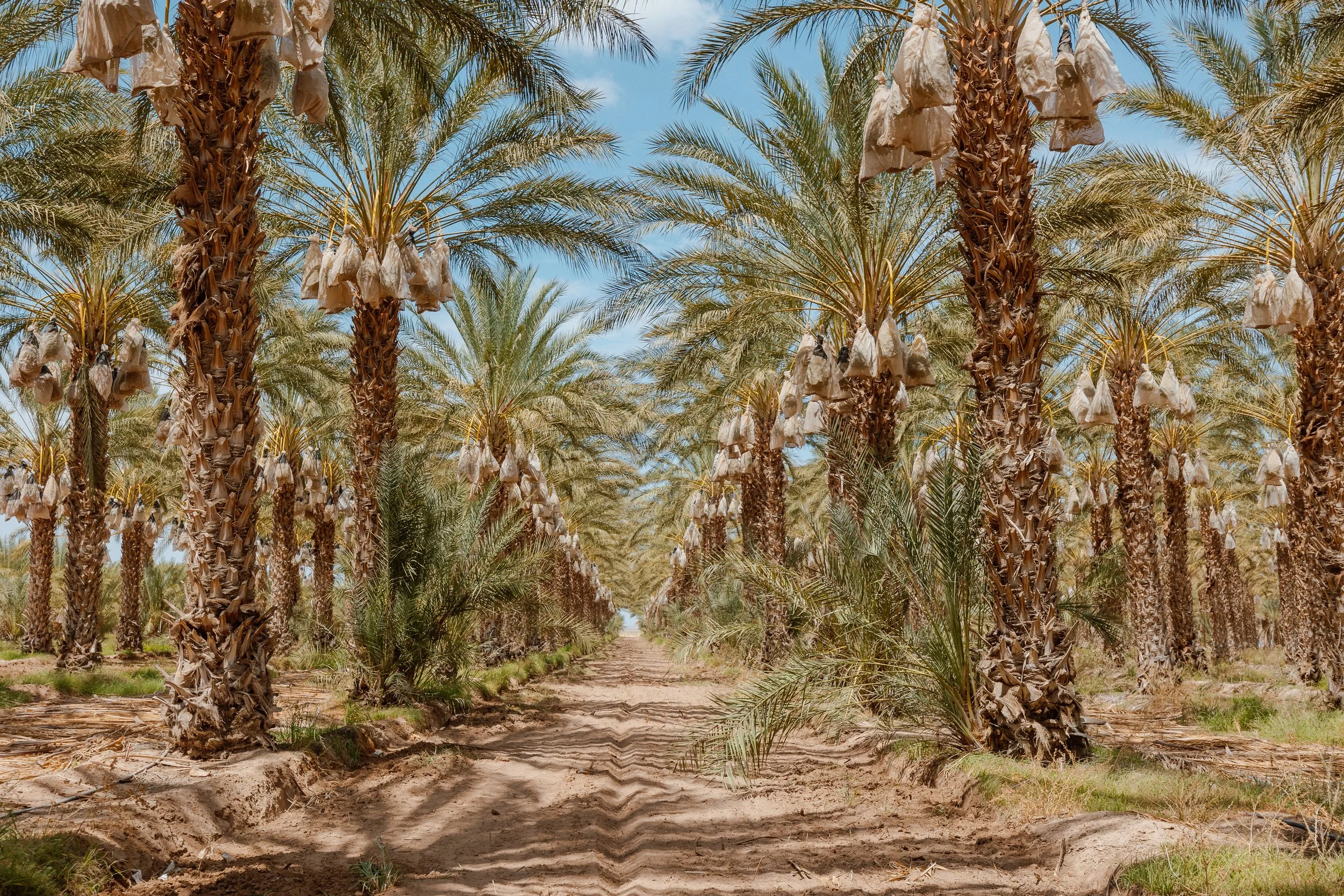 Palm trees San Diego.jpeg