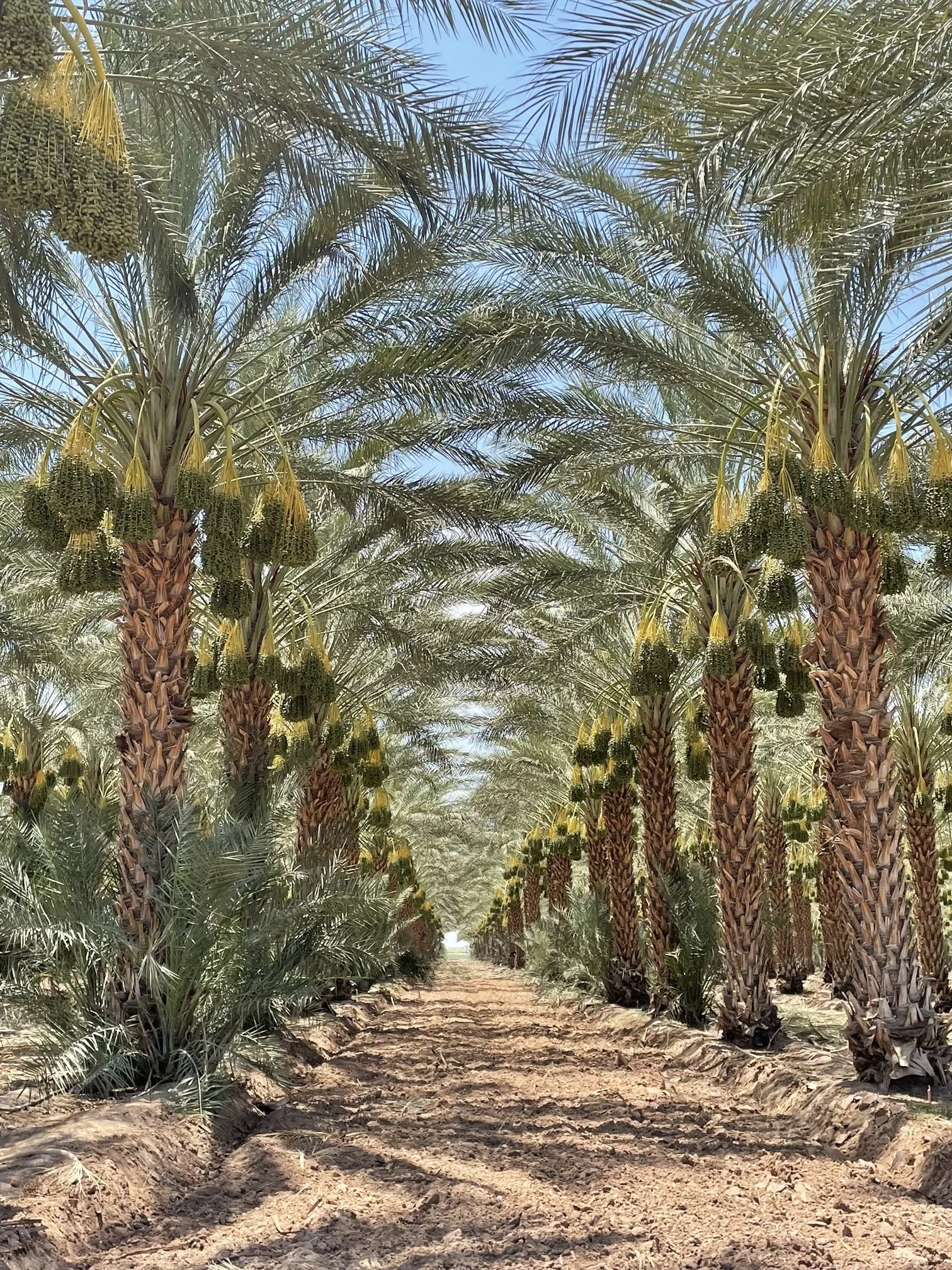 Wholesale palm trees for sale SoCal.jpg