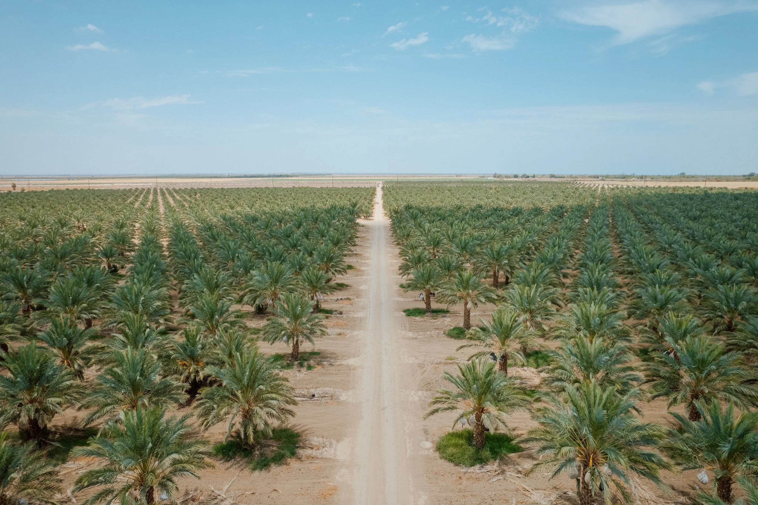 Palm trees Newport Beach.jpeg