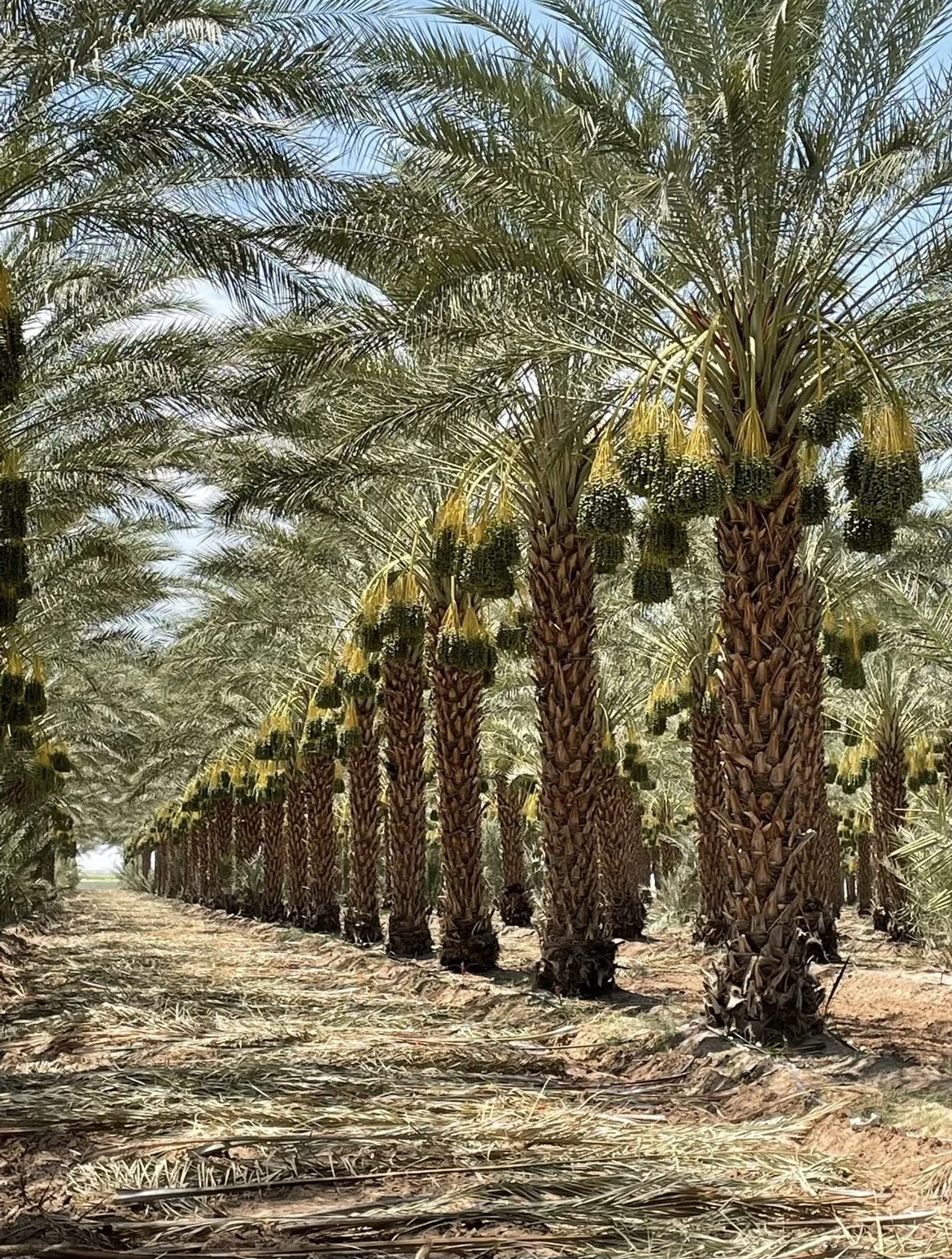 Wholesale palm trees for sale SoCal.jpg