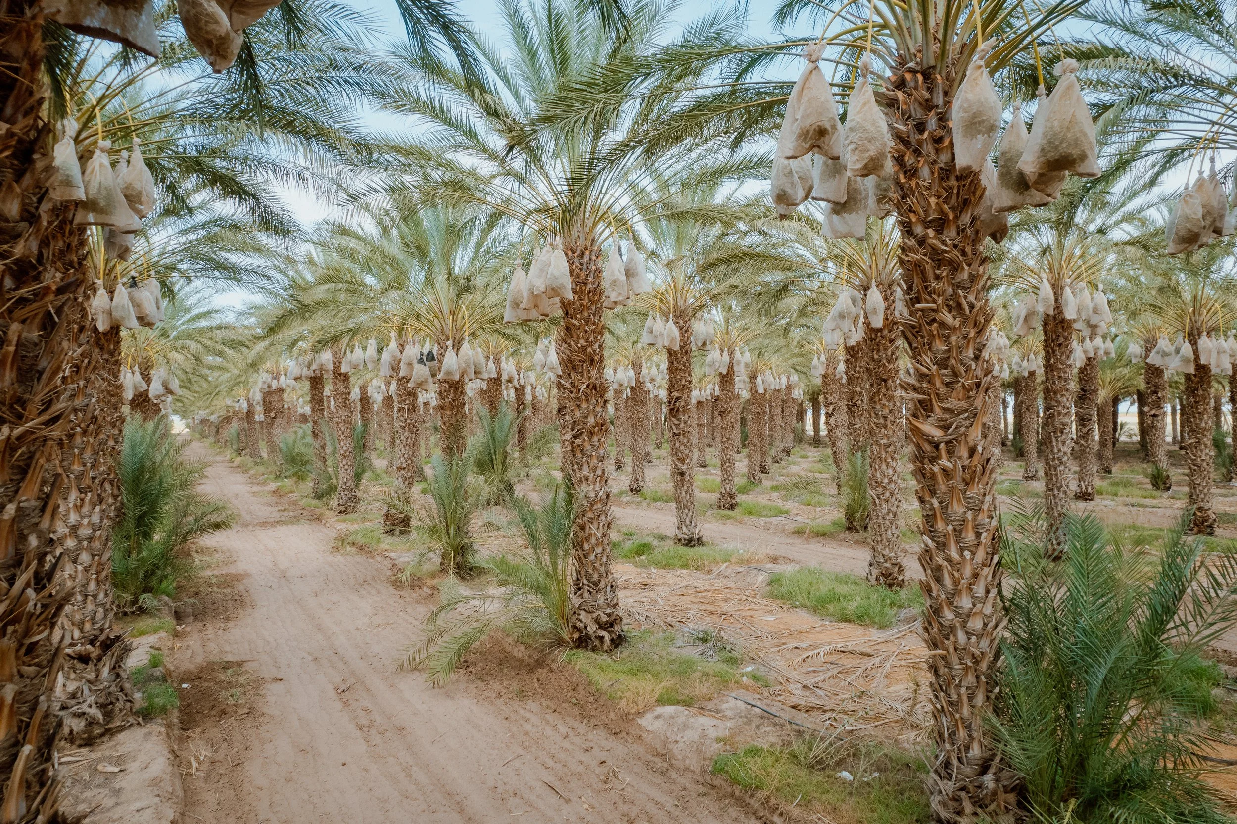 Wholesale palm trees for sale near me.jpeg