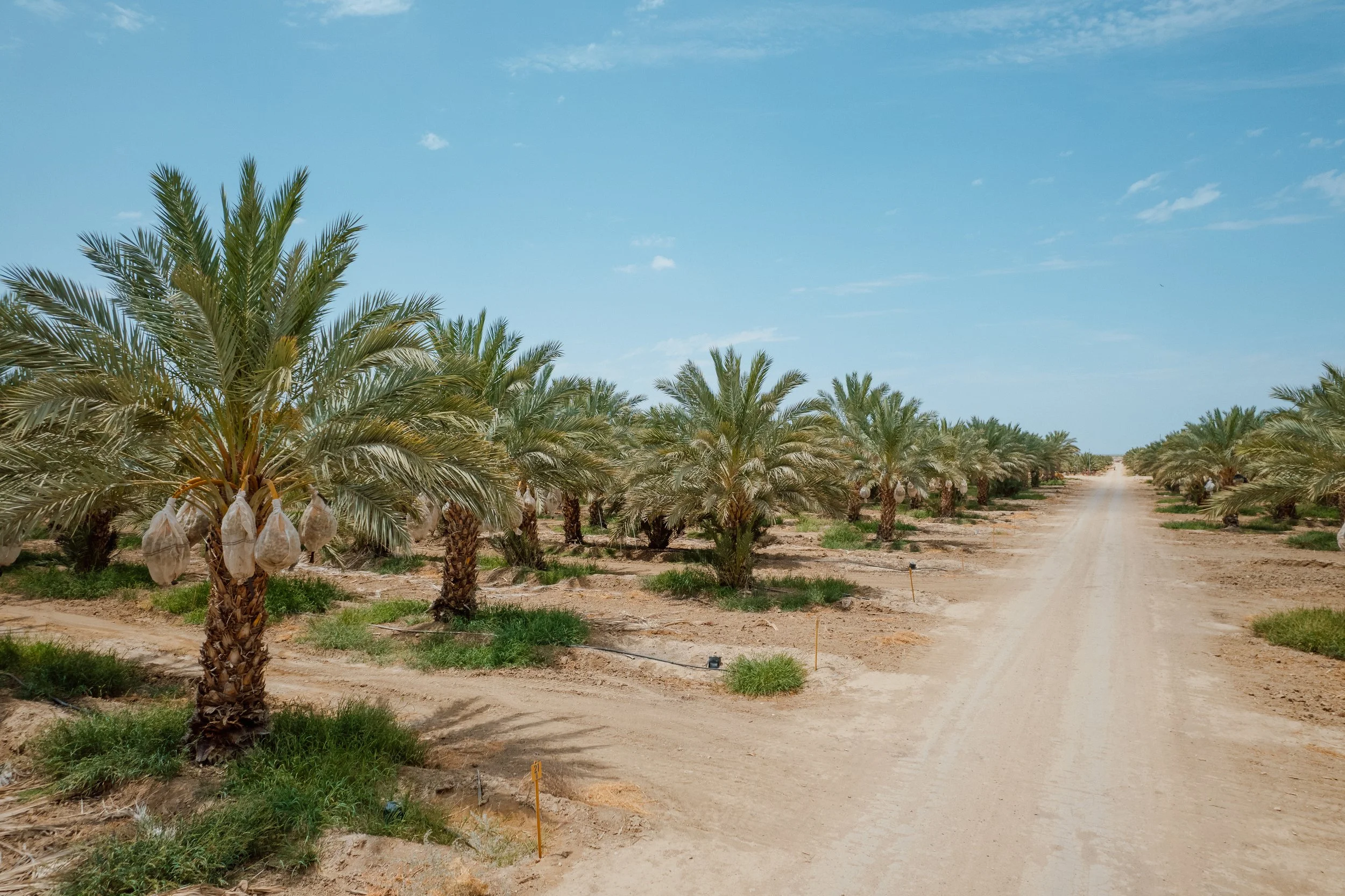 Wholesale palm trees for sale near me.jpeg