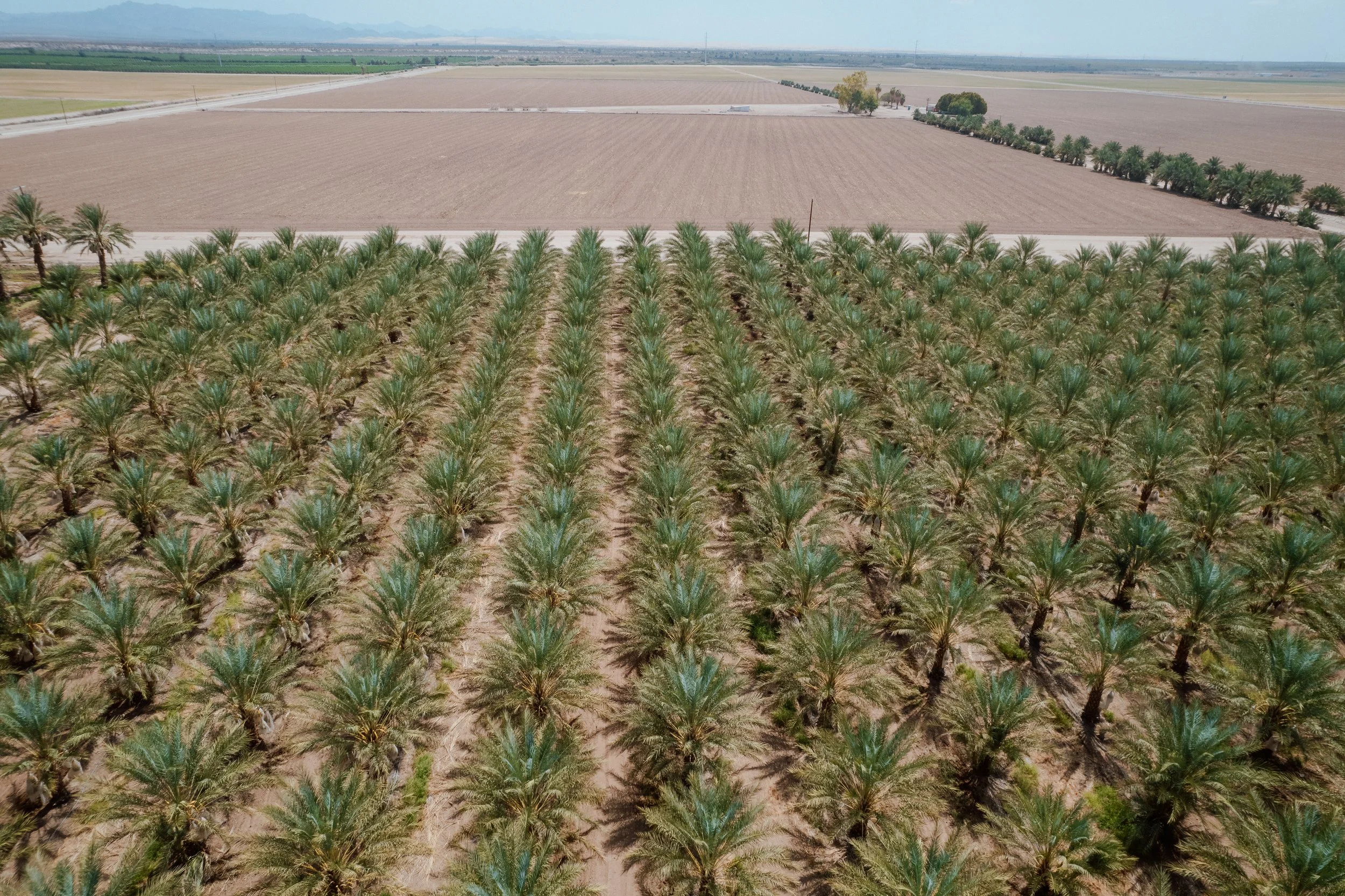 Wholesale palm trees for sale SoCal.jpeg