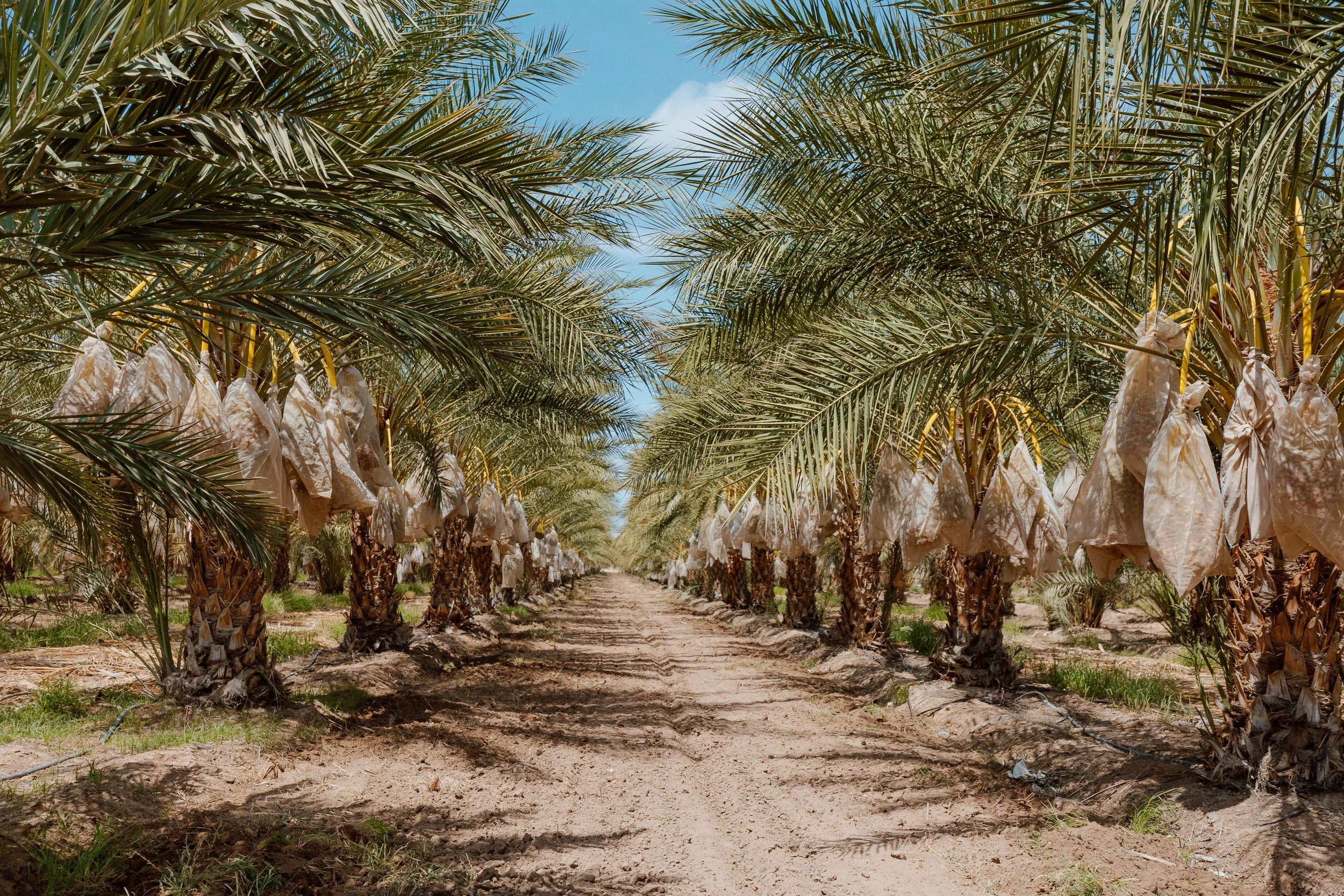 Palm trees San Diego.jpeg