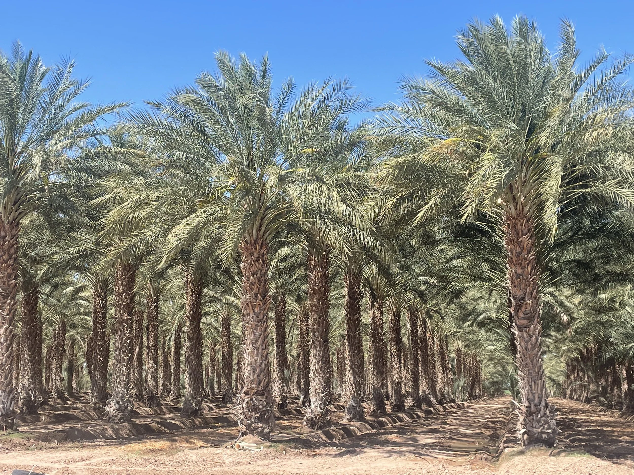 Wholesale palm trees for sale SoCal.jpg