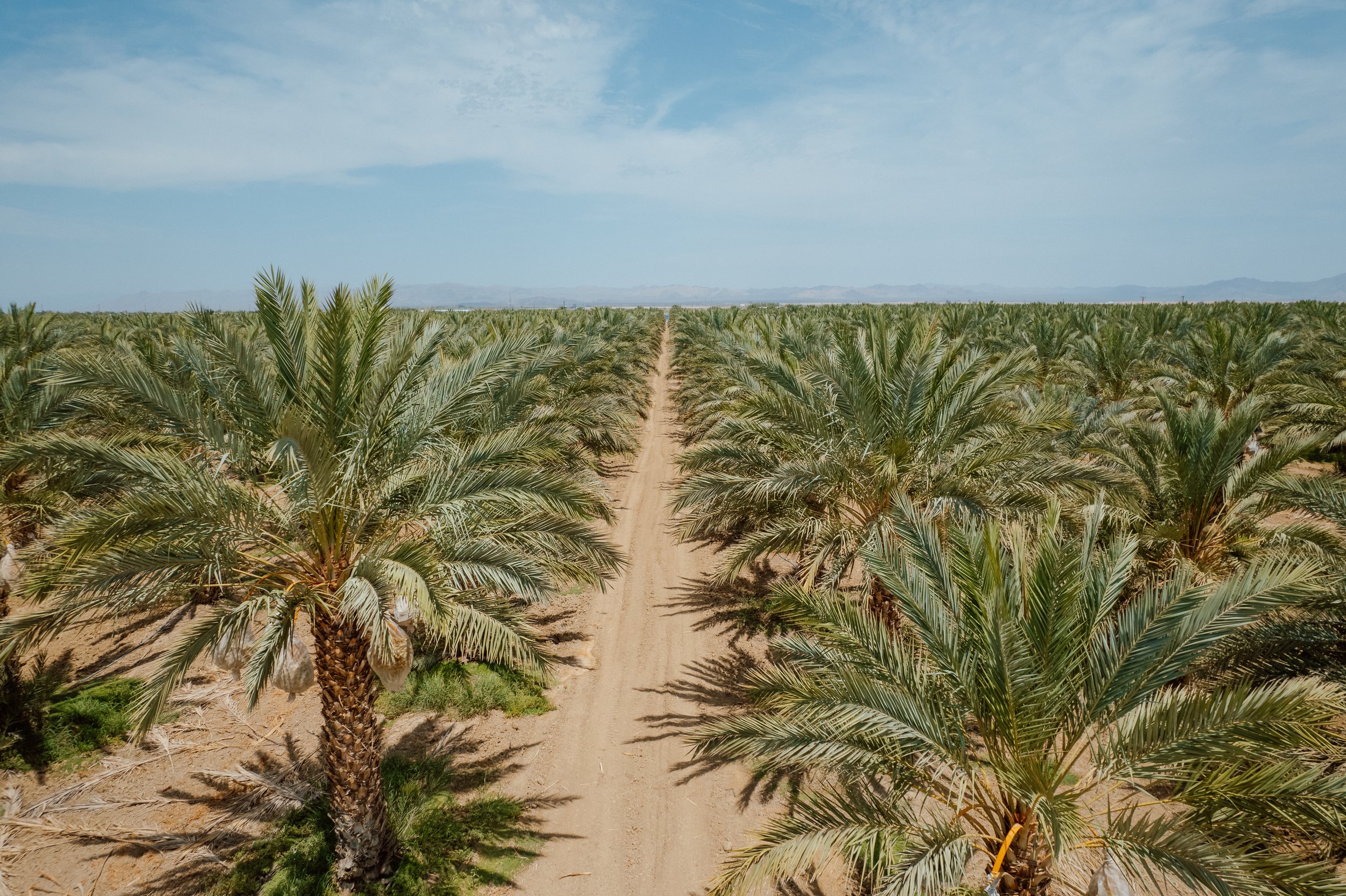 Wholesale palm trees for sale SoCal.jpeg