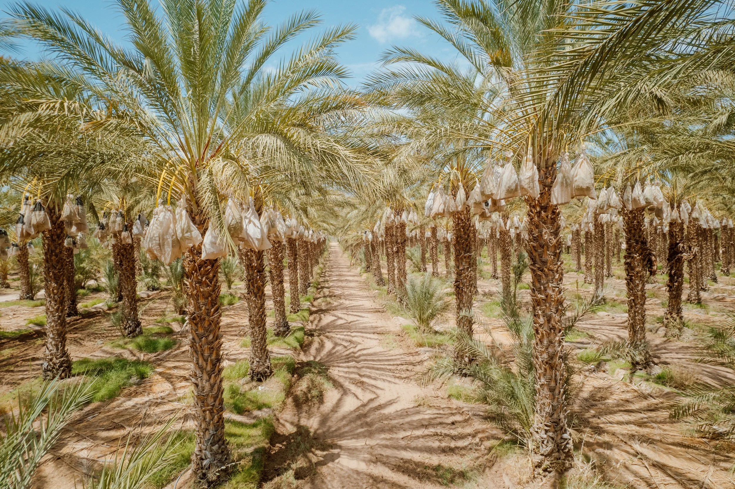 Wholesale palm trees for sale near me.jpeg