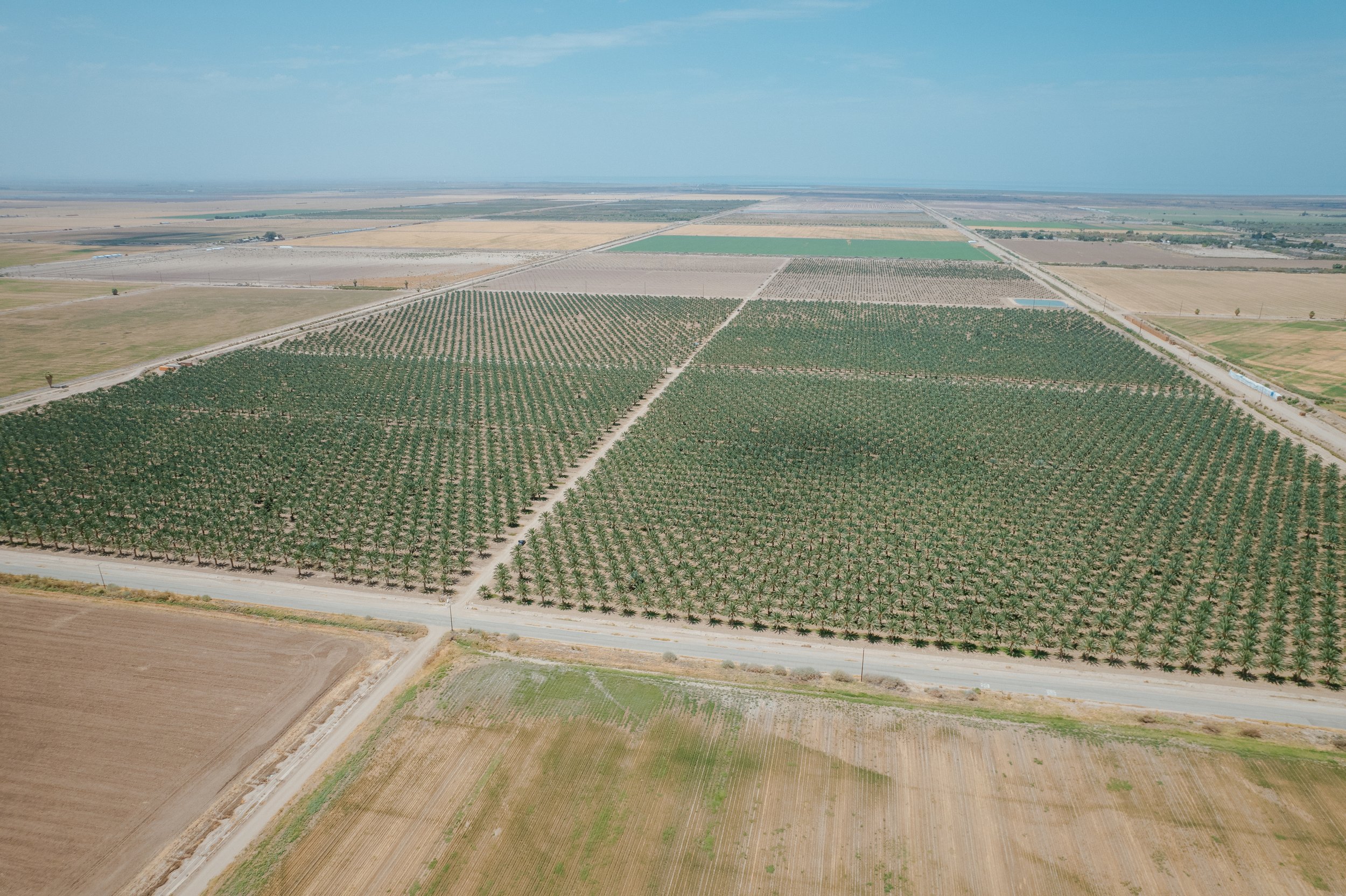 Wholesale palm trees for sale near me.jpeg