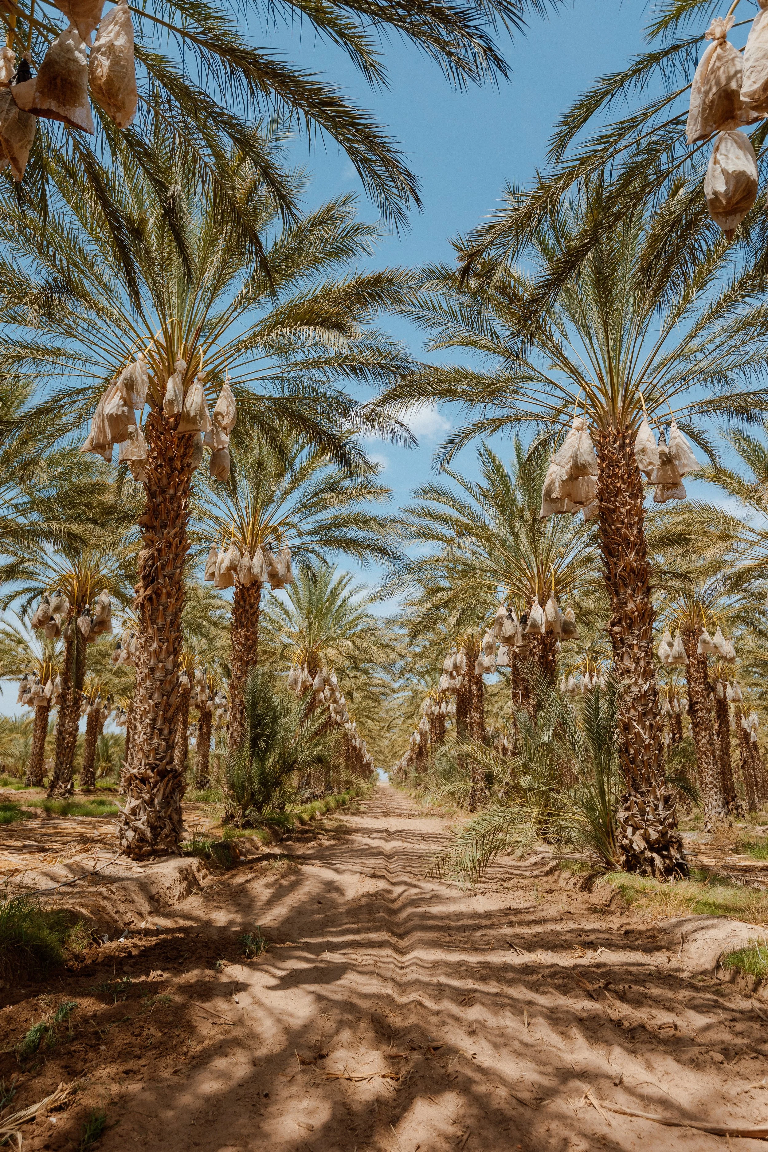 Palm trees San Diego.jpeg