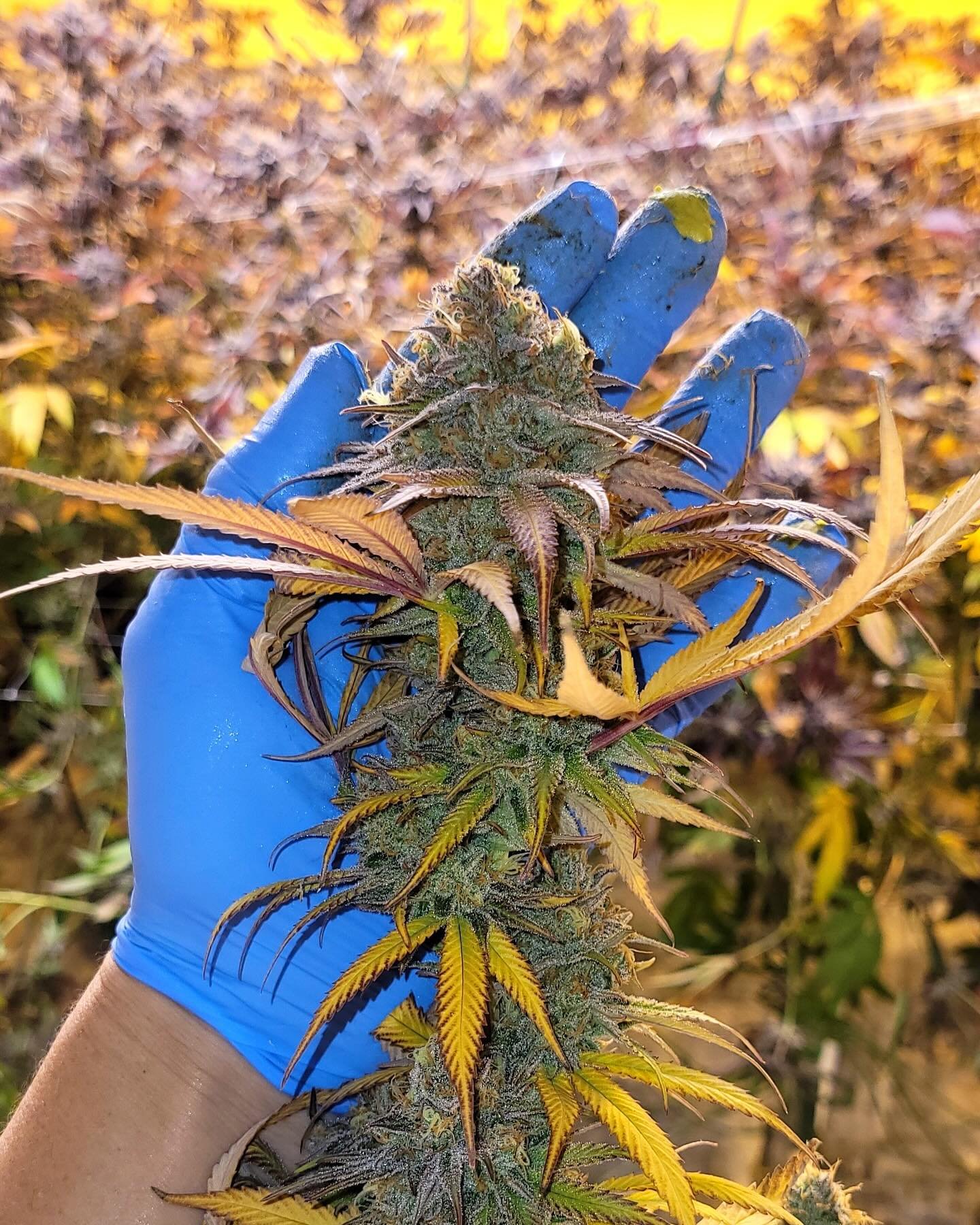 the count down has begun! our newest strain is almost here and it&rsquo;s packed with all the goodness you&rsquo;ve been waiting for - amsterdam amnesia😍🍁😮&zwj;💨🔥🪴

#vemont #vermontstoner #vermonster #VT #VTstoner #cannabiscures #cannabissociet