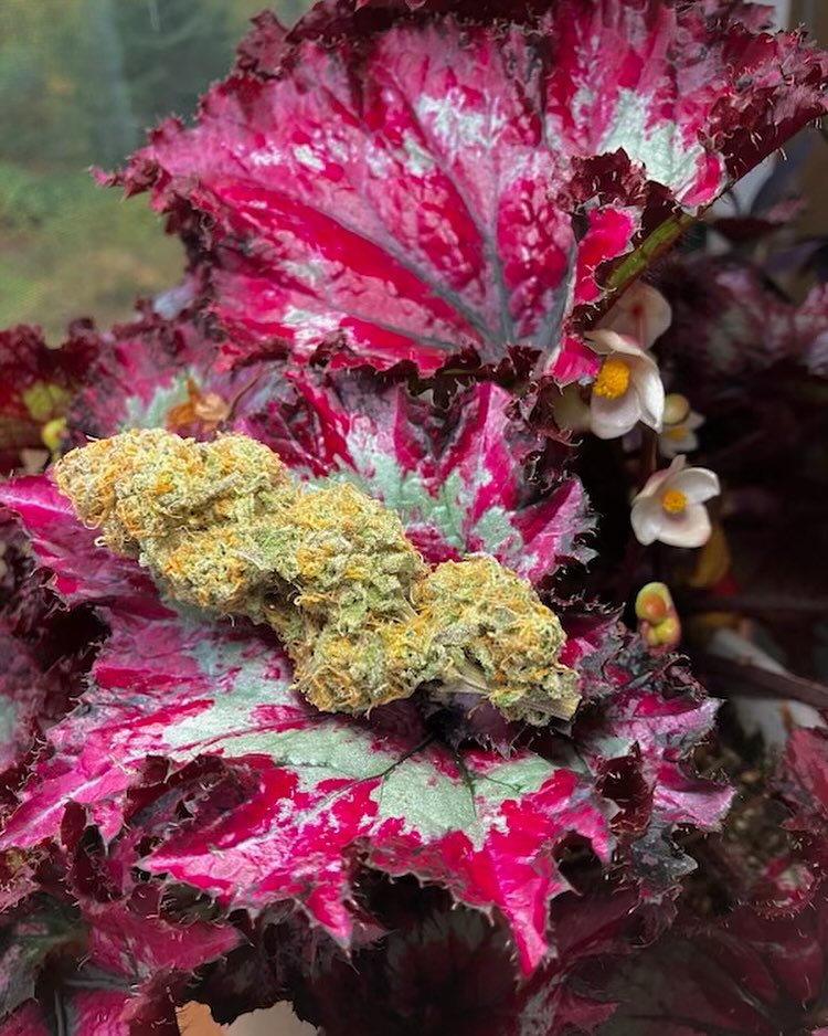 no spell setting around here, Amsterdam Amnesia is a perfect for high for spooky vibes this fall. 👻🧙&zwj;♀️🔮😍🍁😮&zwj;💨🔥🪴

#vemont #vermontstoner #vermonster #VT #VTstoner #cannabiscures #cannabissociety #cannabisphotography #plantmedicine #ca