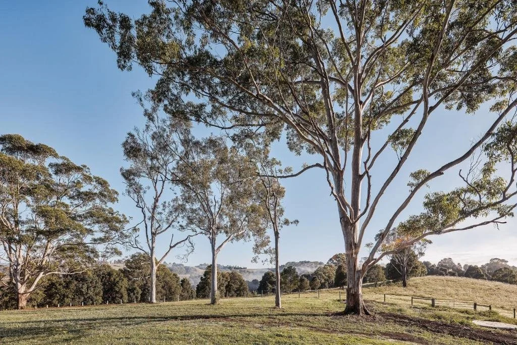 A landscape with tall eucalypt trees, grassy field, blue sky, and distant hills.