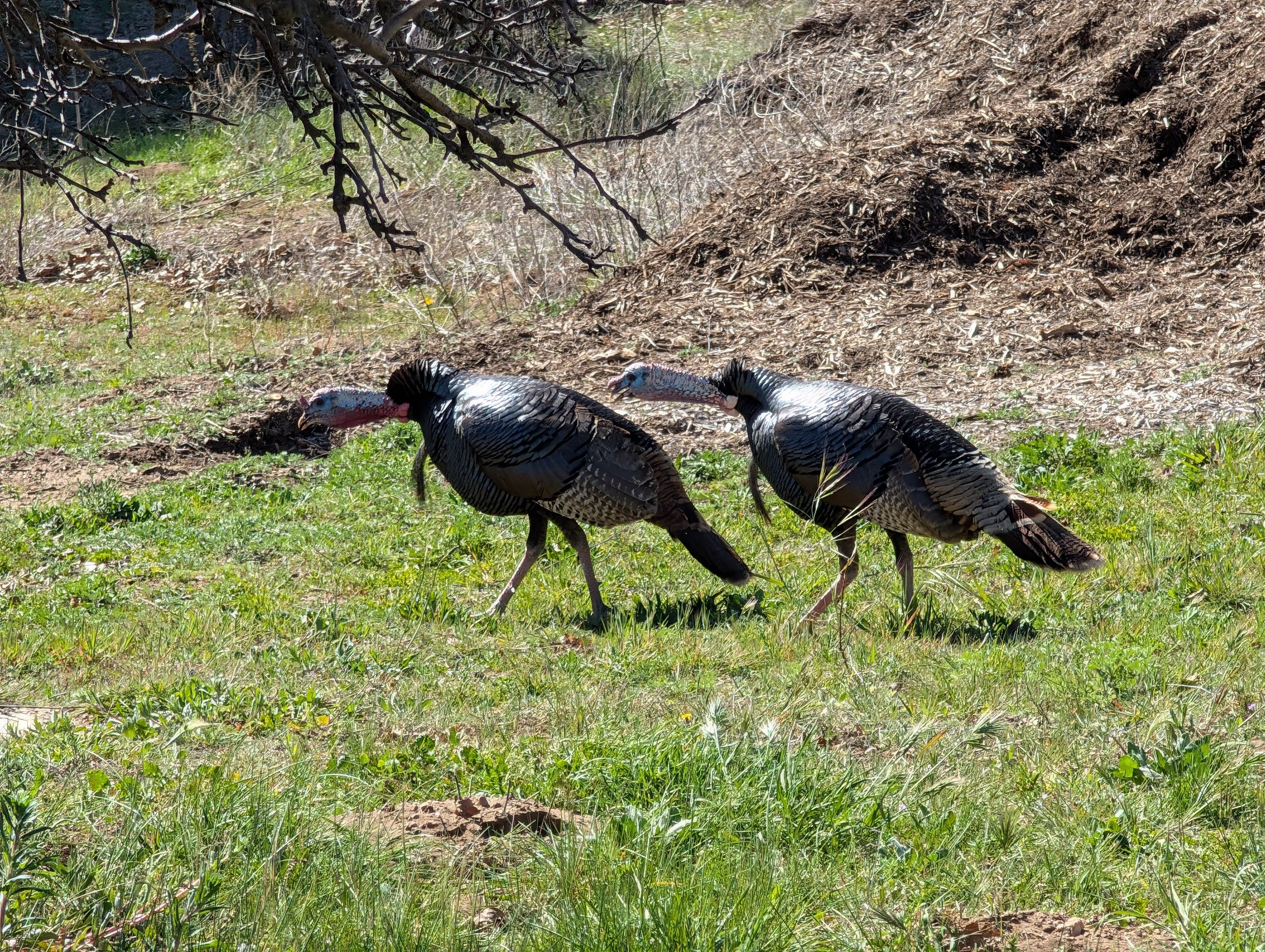 Youth Turkey Hunt 2026