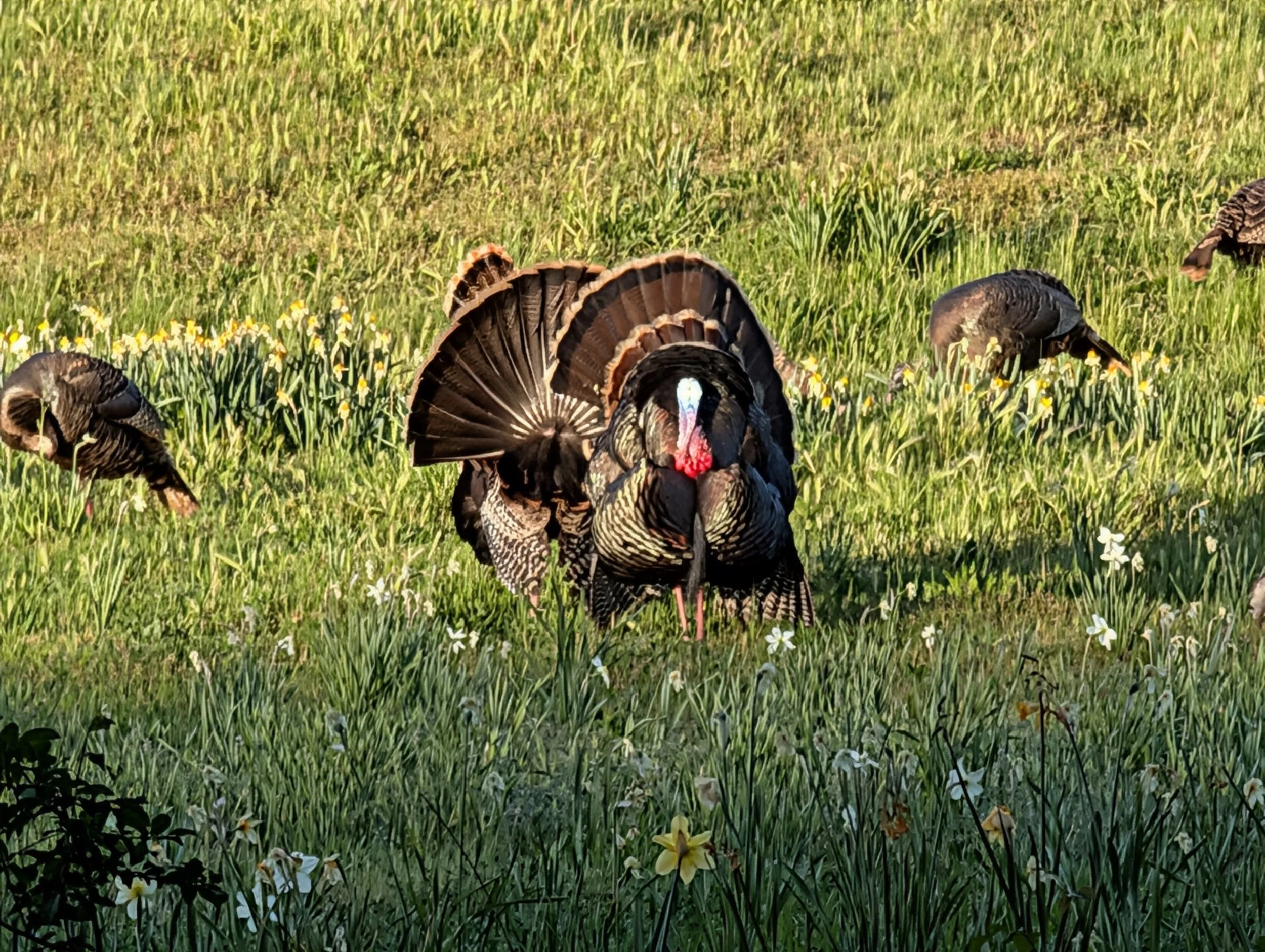 2026 Spring Turkey Season