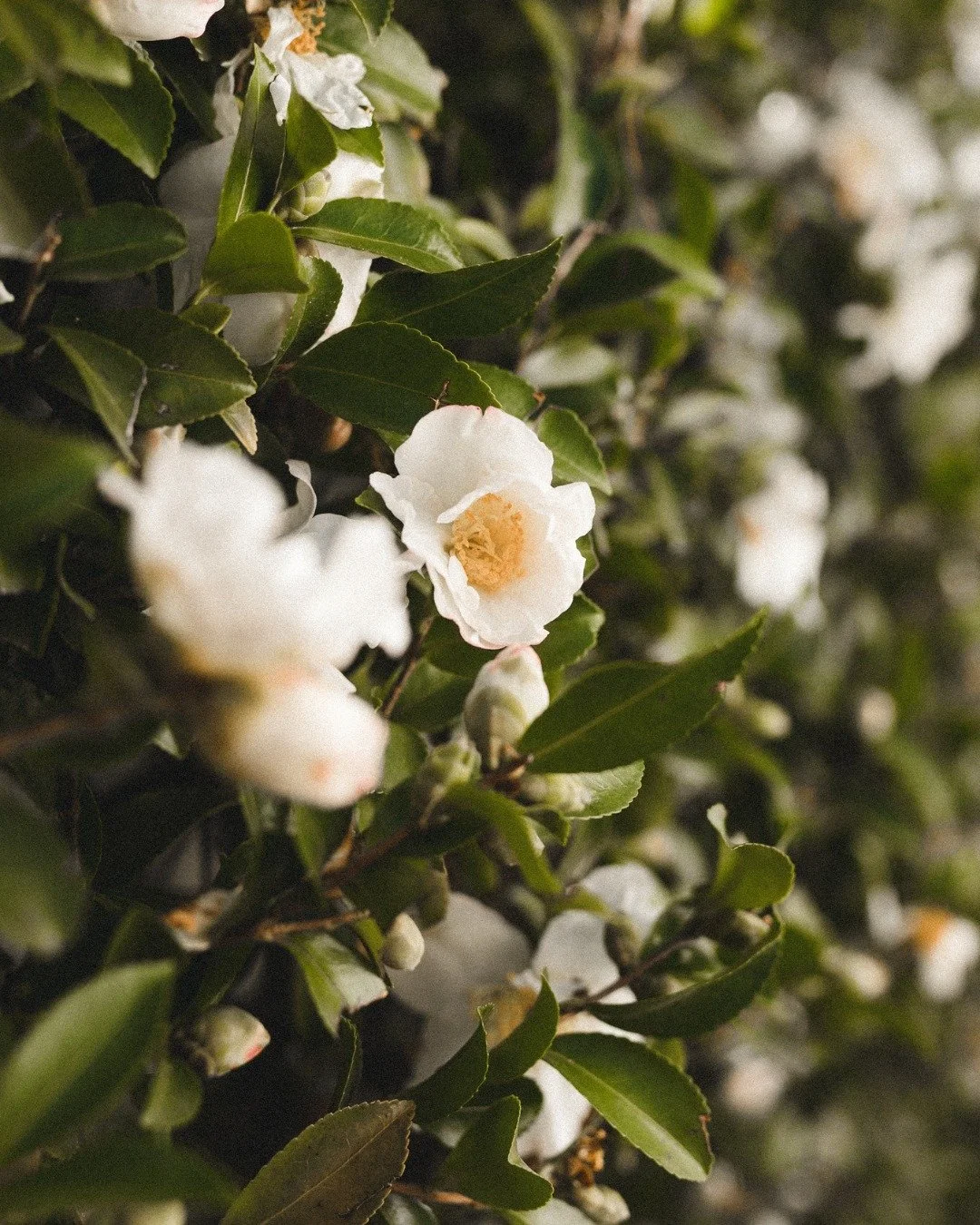 🌿 Spring in the Vineyard 🌿

October in the Adelaide Hills is one of the most exciting times of the year for us. The vines are awake again, with tiny shoots stretching towards the sun and the first signs of flowering beginning to appear. The whole v