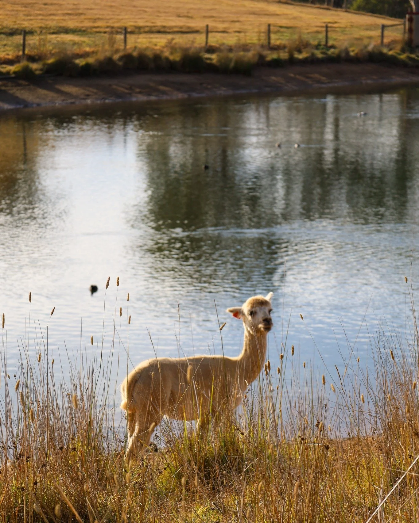 Roses are red,
Our fleece is so fine,
Hope your day&rsquo;s filled with love
And a beautiful wine 🤍

Love,
The Alpacas