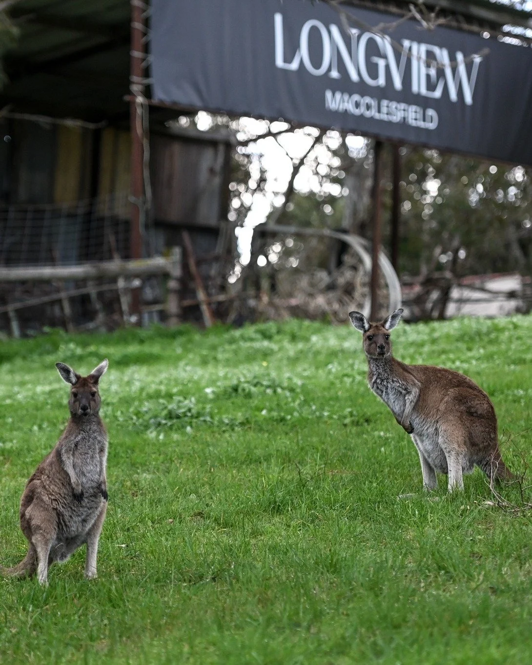 Life moves a little slower when you share the vineyard with locals like these 🦘🌿

Our wildlife is part of what makes Longview Vineyard so special. Kangaroos grazing between the vines, birdsong in the morning air, and those quiet little moments that