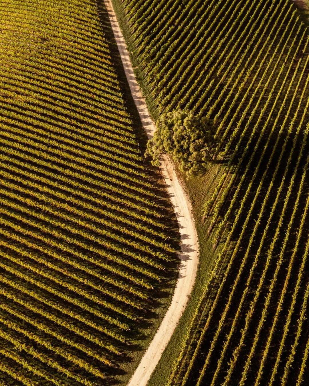 There is something truly special about the vineyards at Longview.

Rolling rows of vines stretching across the Adelaide Hills, changing with the seasons and creating a view that never gets old. Whether you are enjoying a wine tasting, long lunch, wed