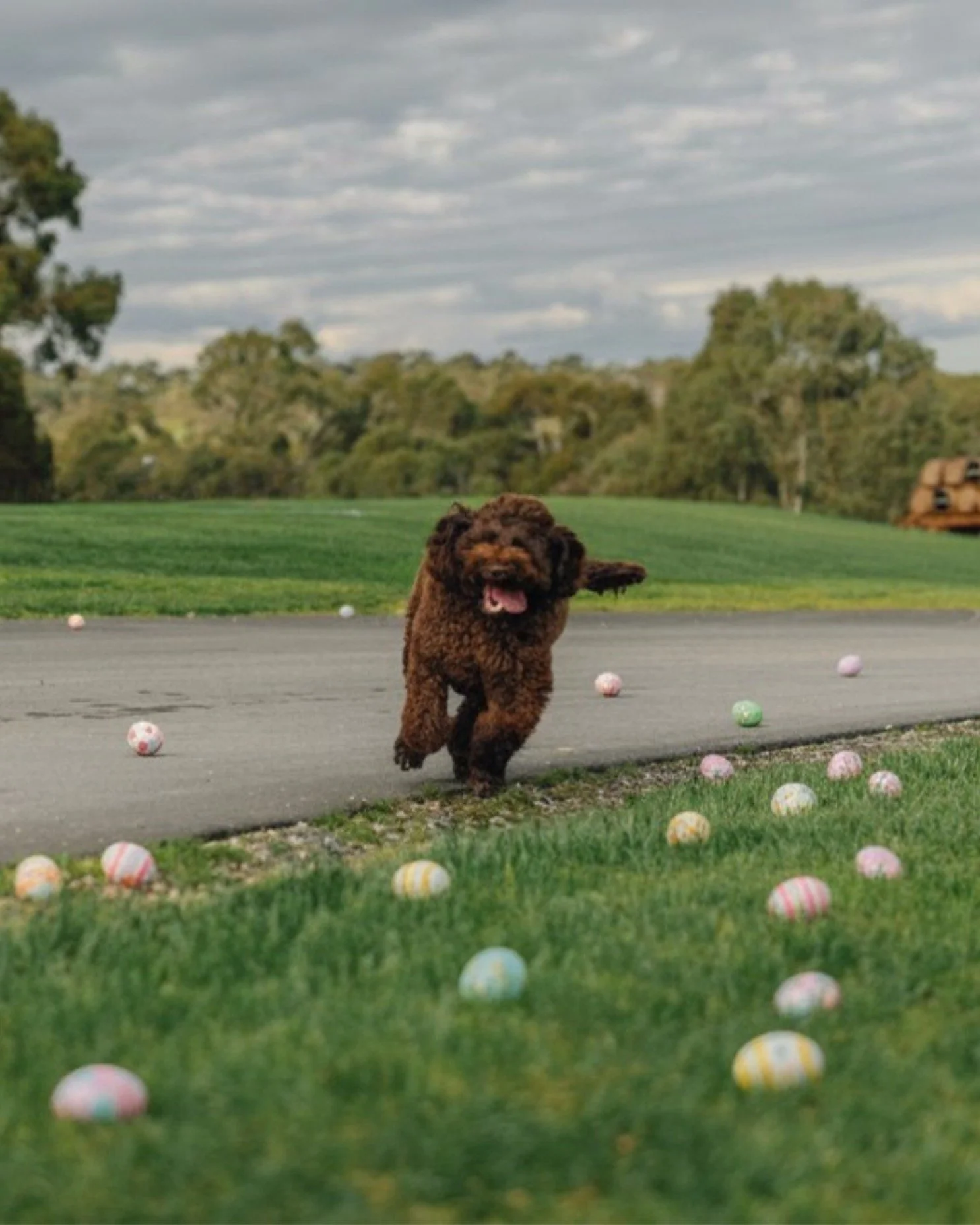 Happy Easter from our goodest boy, Max! 🐰

The Longview team wishes everyone a safe and happy long weekend 🍾