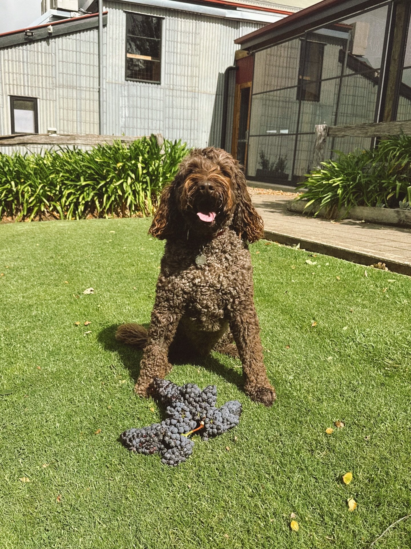 Max takes quality control very seriously 🍇🐾

Inspecting the Nebbiolo grapes one sniff at a time to make sure only the best make it into the next vintage. Head of vineyard operations, treat enthusiast and unofficial cellar door greeter&hellip; Max d