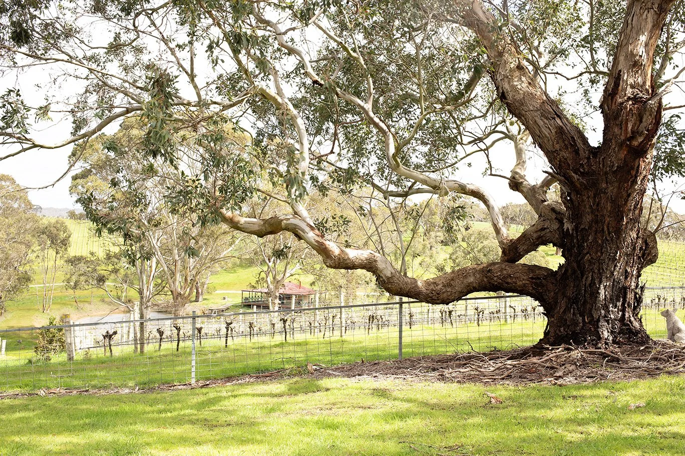 Outside with boat shed.jpg