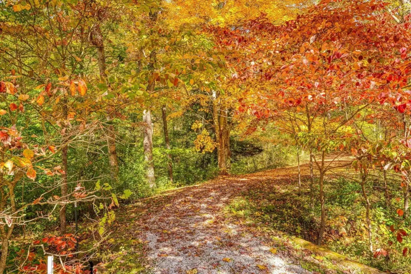 McDaniel_trails.jpeg