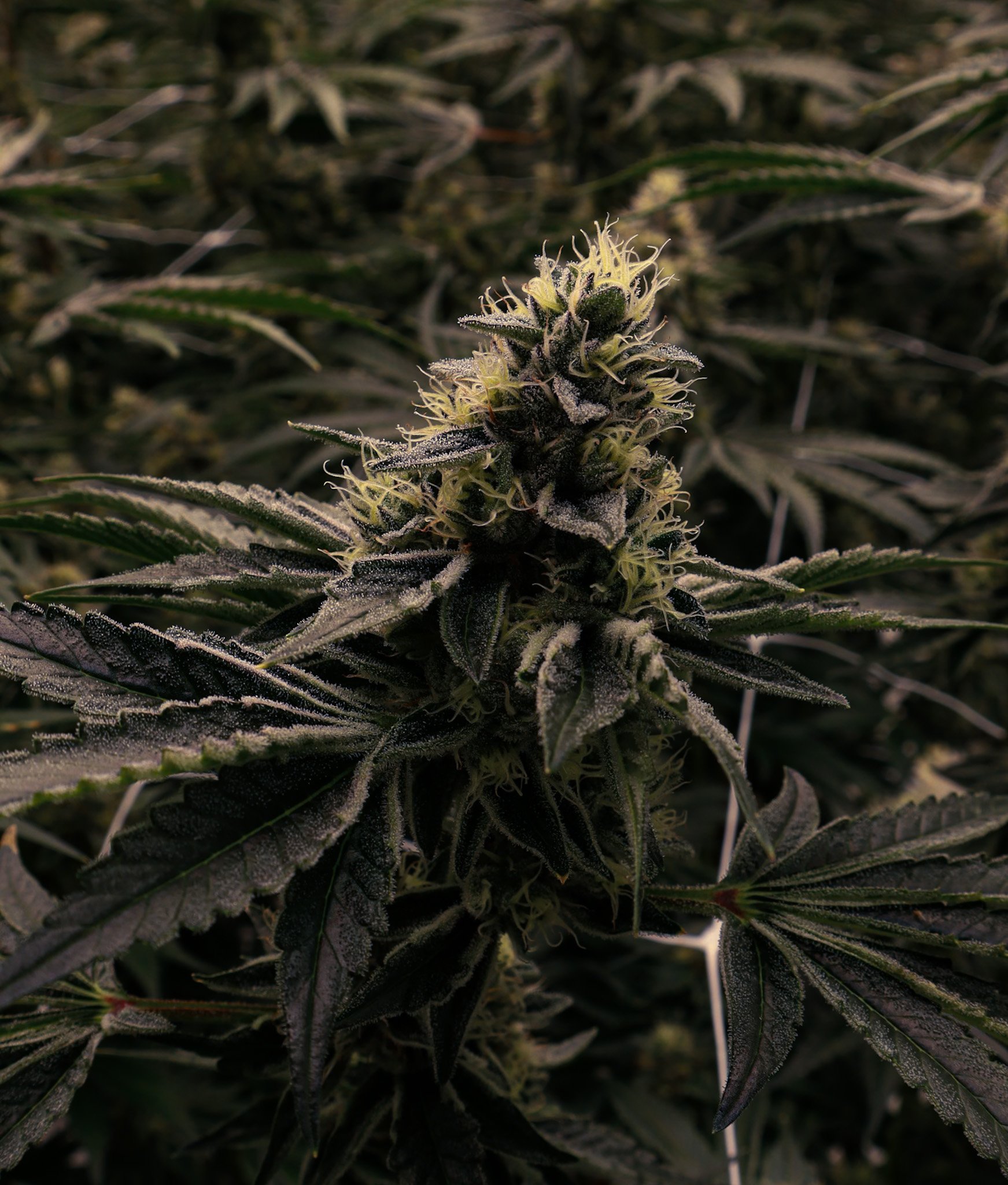 Grow Tour