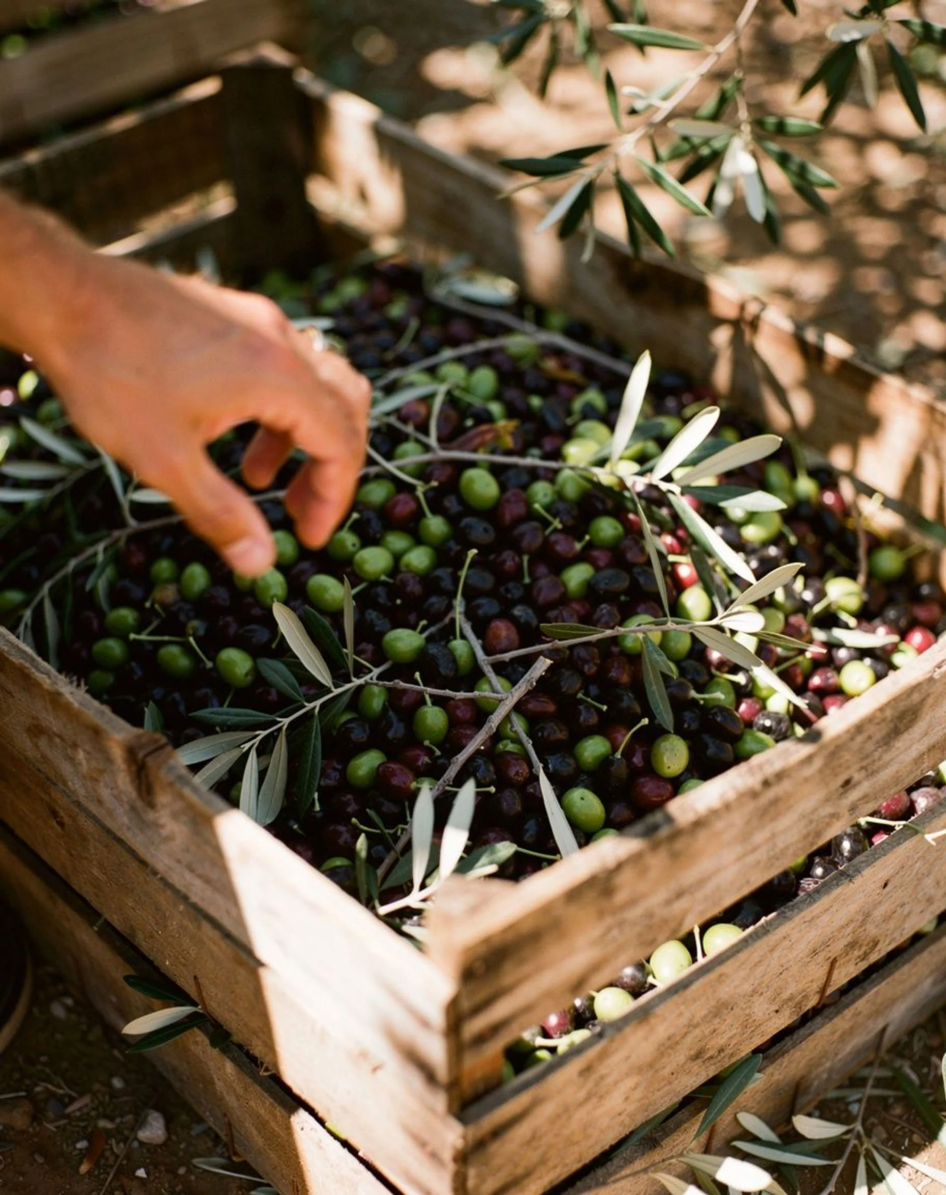 Evoca-Olives-Image-Web.jpg