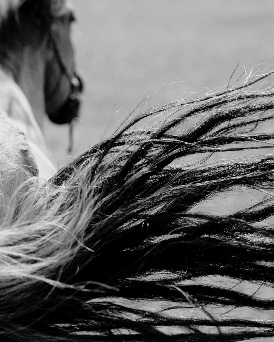 Curious about the journey behind your bundle?
Our bow hair is sourced from trusted partners in Mongolia and Siberia &mdash; regions renowned for producing strong, resilient hair that performs under pressure.

Whether you're a seasoned luthier or just