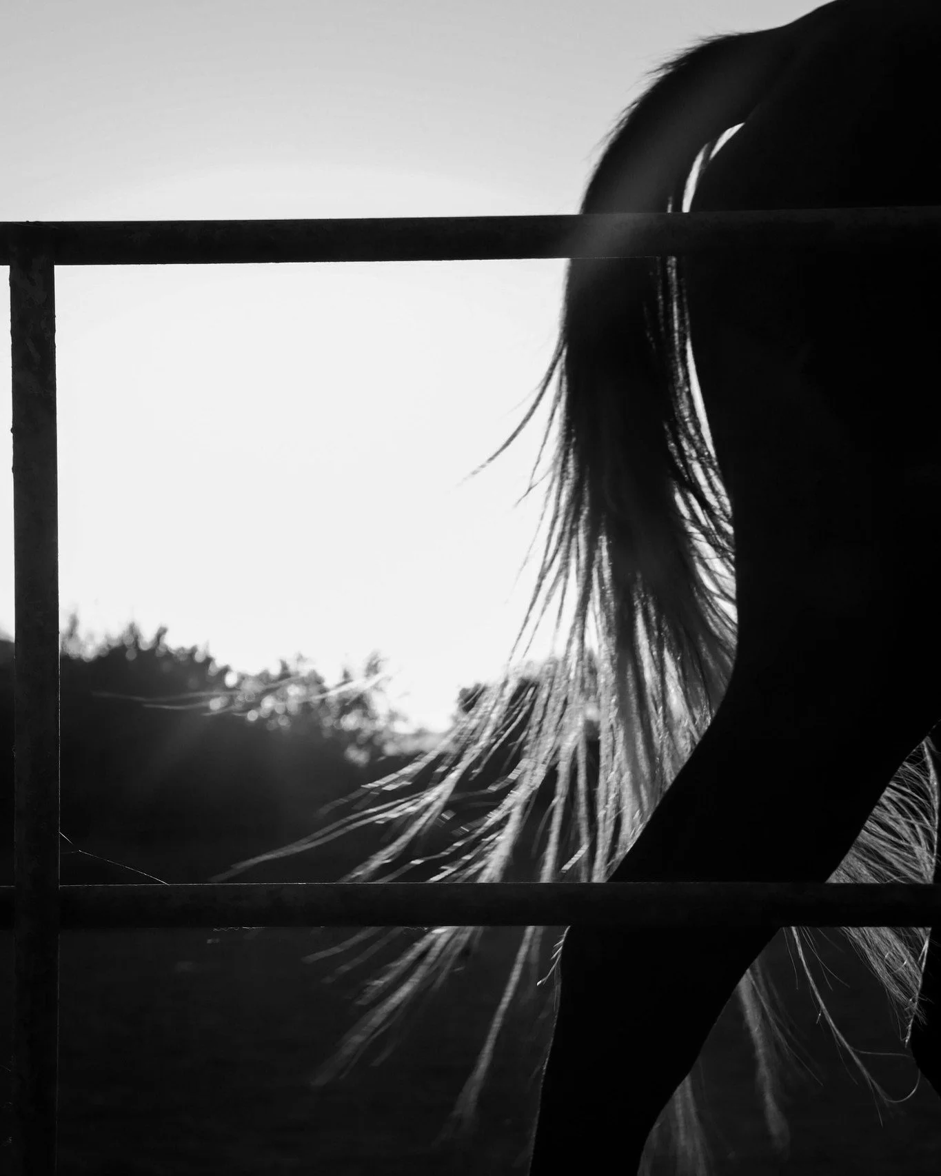 Every bundle starts here.

Tail hair sourced at origin, selected with purpose, processed to our specification before it ever reaches a workshop.

Quality doesn&rsquo;t begin at the bench.
It begins at the source.

Master Grade, Classic Grade, Onyx + 