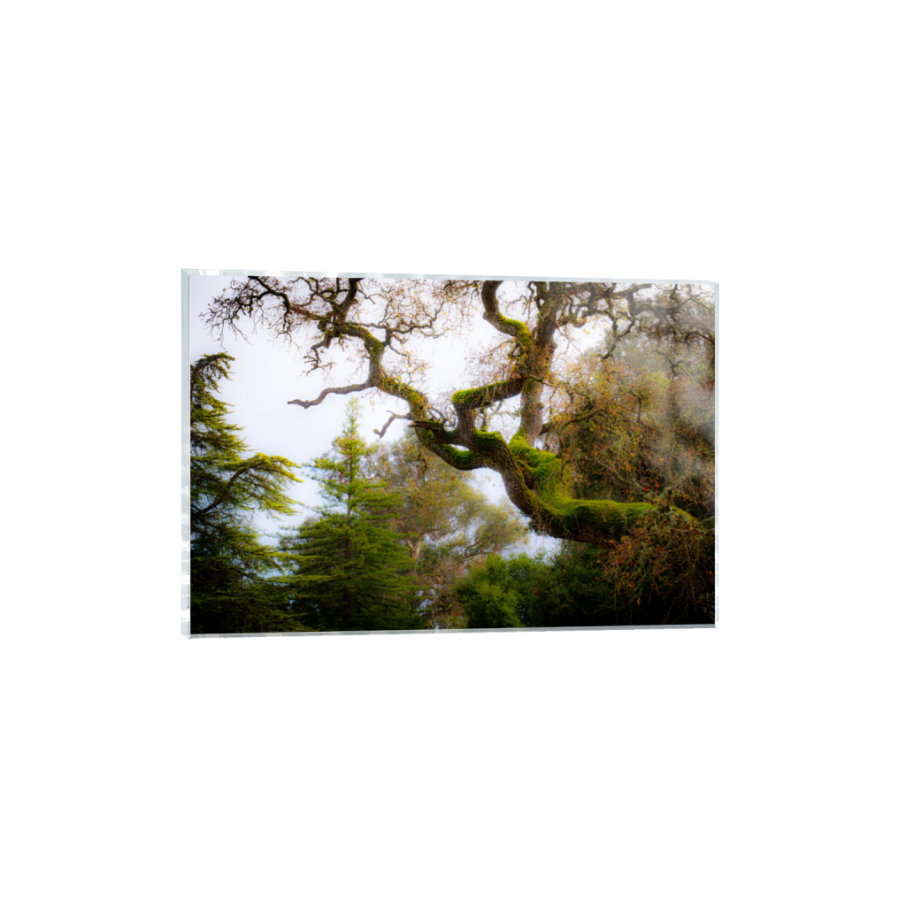 ptq_17_3_0_0_6000_4000_0_false_ffffff_0_0_.png