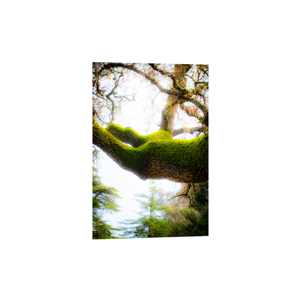 ptq_1_3_0_0_4000_6000_0_false_ffffff_0_0_.png