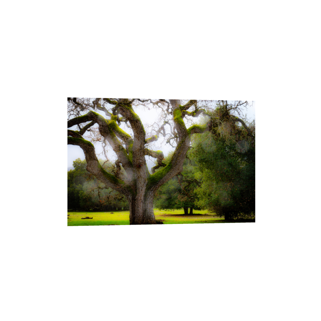 ptq_34_3_0_0_6000_4000_0_false_ffffff_0_0_.png
