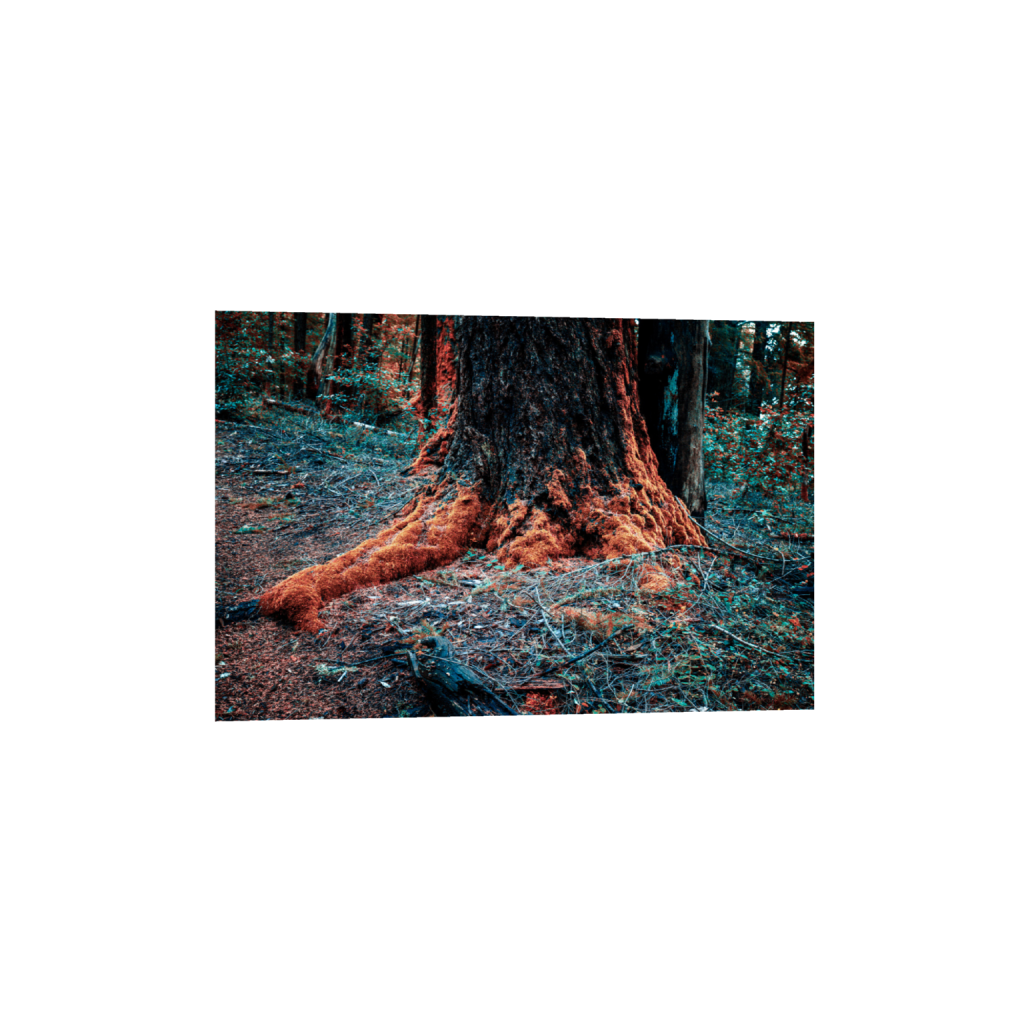 ptq_34_3_0_0_6000_4000_0_false_ffffff_0_0_.png