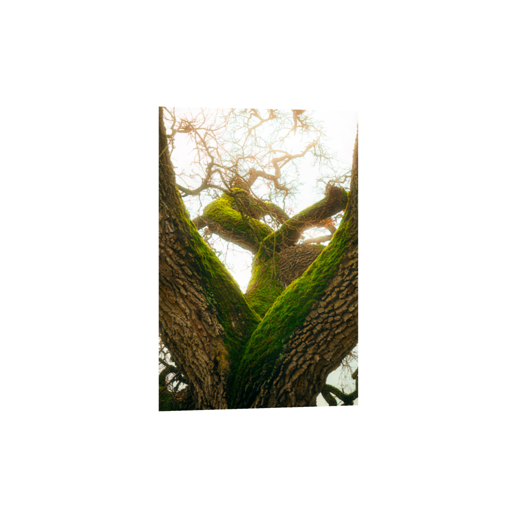 ptq_1_3_0_0_4000_6000_0_false_ffffff_0_0_.png
