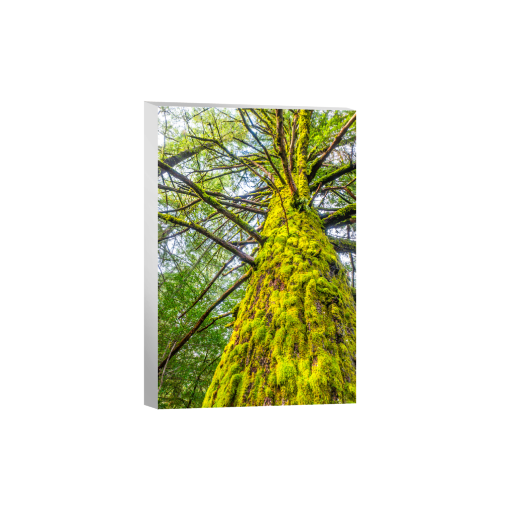 ptq_7_3_0_0_4000_6000_0_false_ffffff_0_0_.png