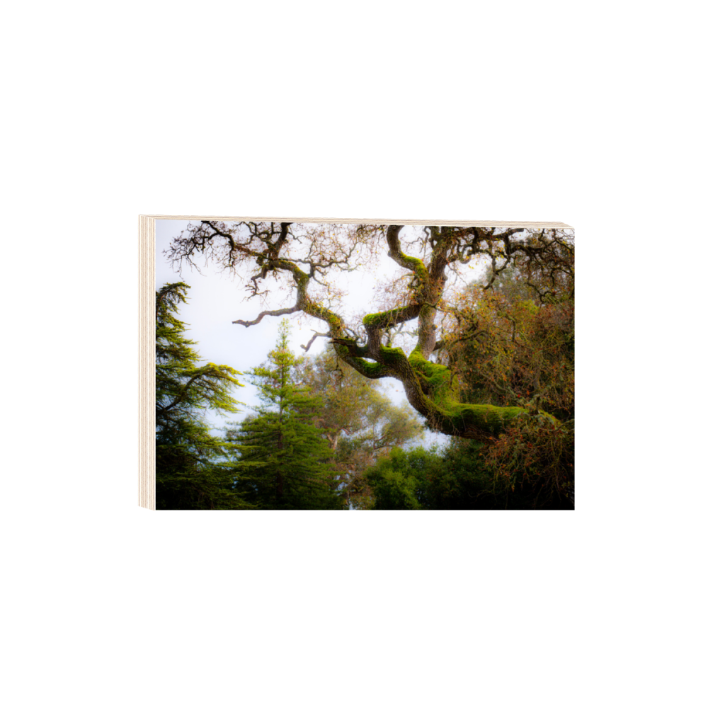 ptq_29_3_0_0_6000_4000_0_false_ffffff_0_0_.png