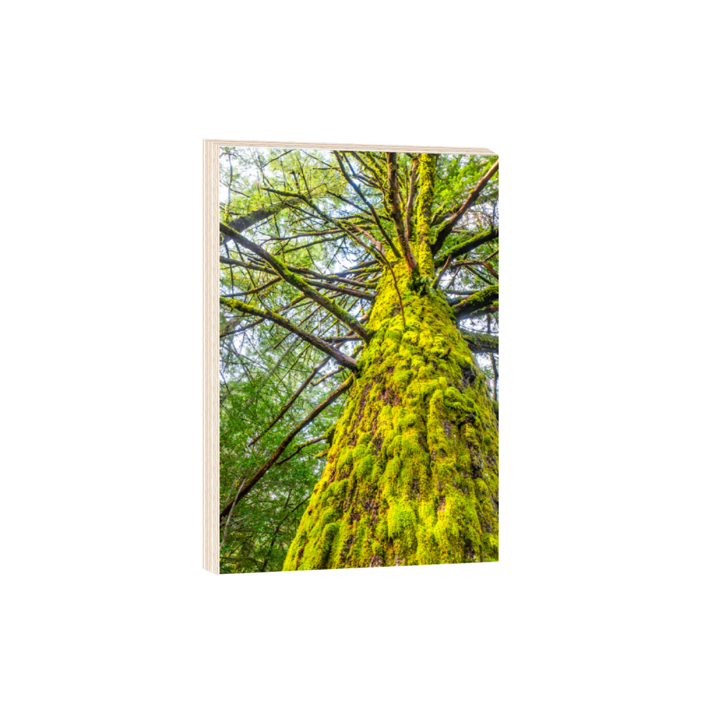ptq_29_3_0_0_4000_6000_0_false_ffffff_0_0_.png