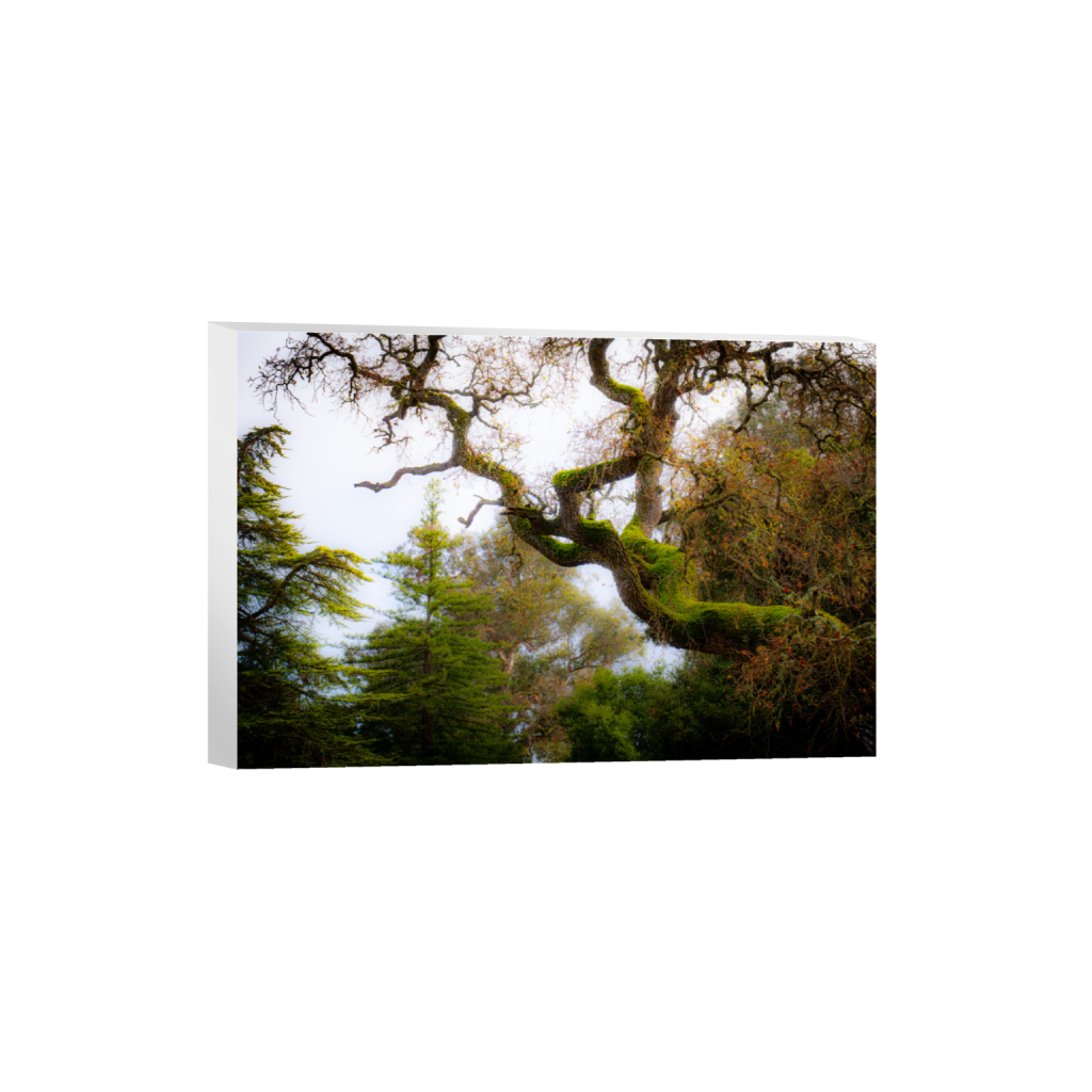 ptq_7_3_0_0_6000_4000_0_false_ffffff_0_0_.png