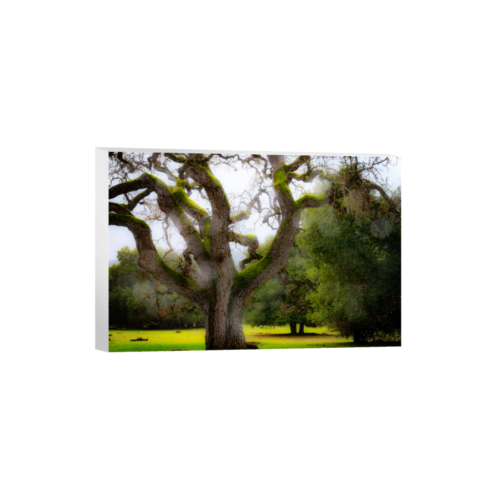ptq_7_3_0_0_6000_4000_0_false_ffffff_0_0_.png
